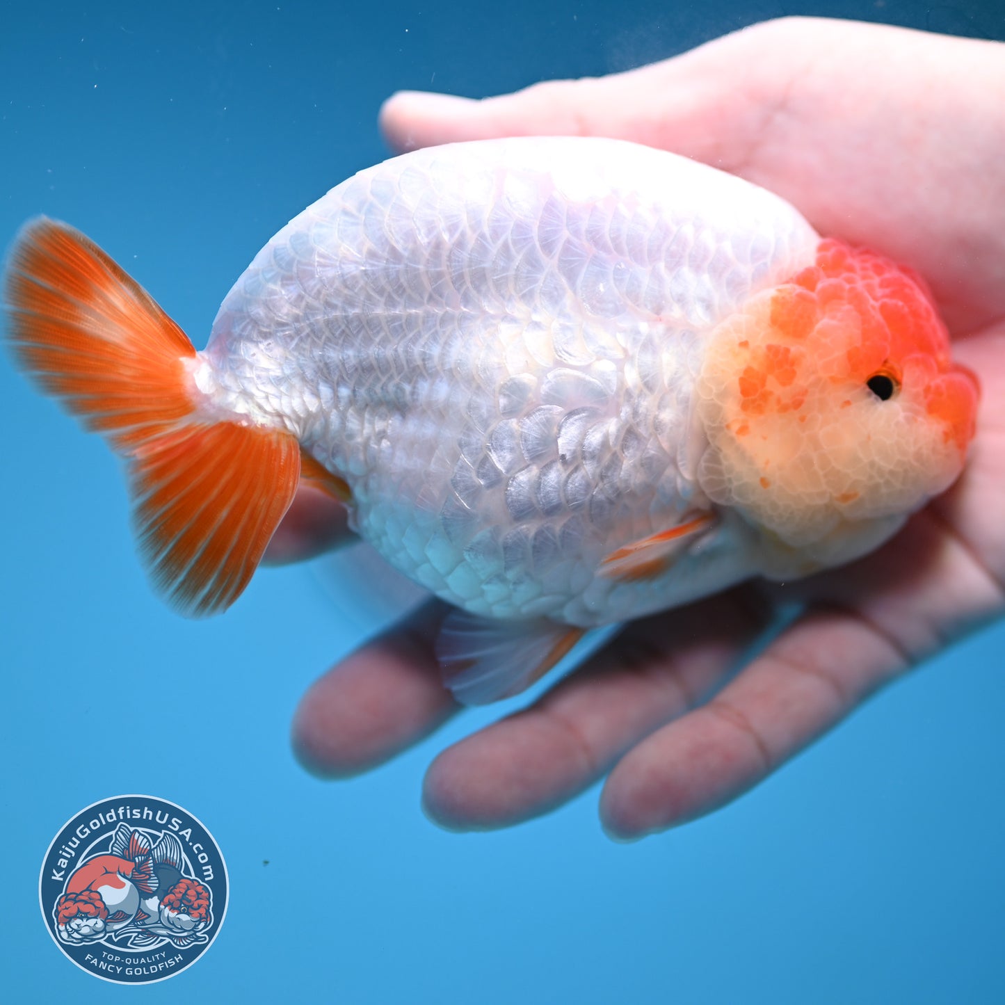 Jumbo Batik Scale Red White Buffalo Ranchu 4.5 inch Body (251205_RC06)