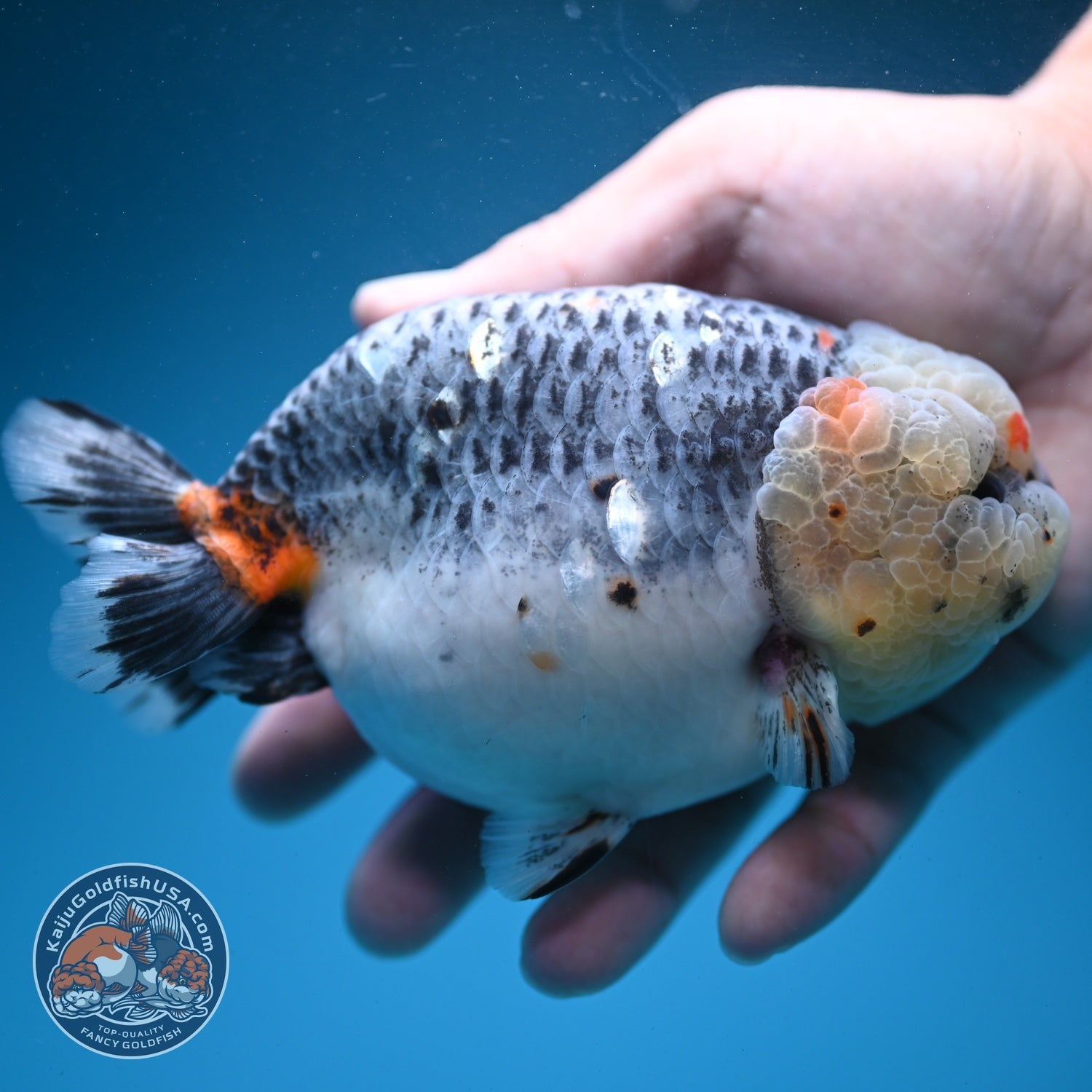 Jumbo Blue Based Kirin Ranchu 5 inch Body (260724_RC01)
