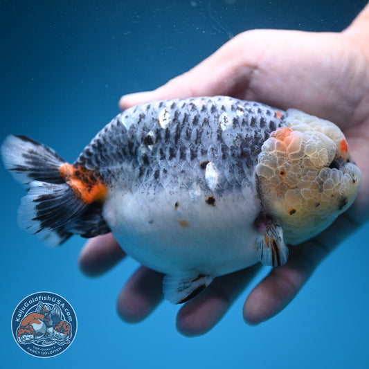 Jumbo Blue Based Kirin Ranchu 5 inch Body (260724_RC01)
