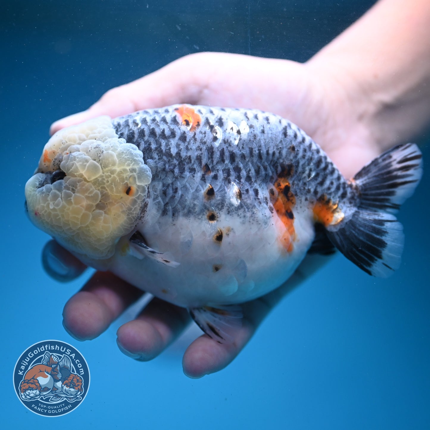 Jumbo Blue Based Kirin Ranchu 5 inch Body (260724_RC01)