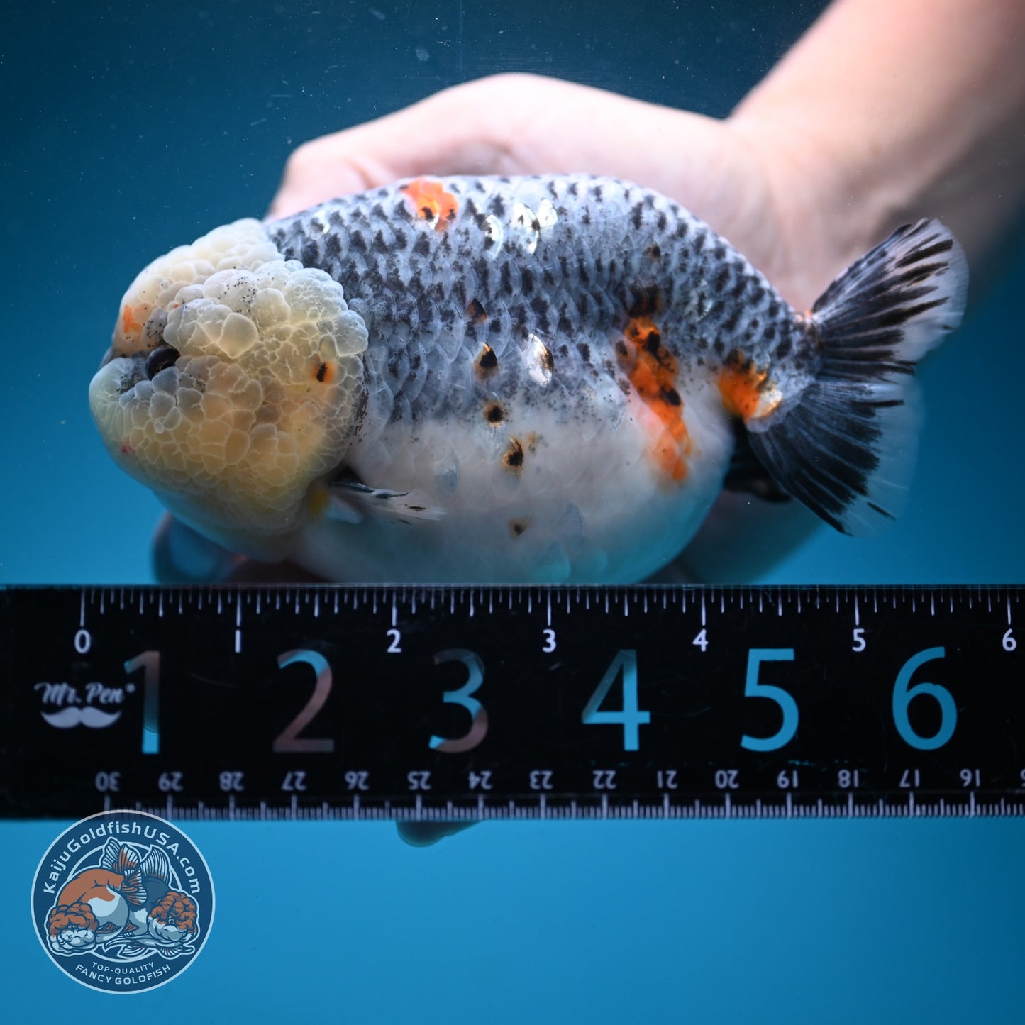 Jumbo Blue Based Kirin Ranchu 5 inch Body (260724_RC01)
