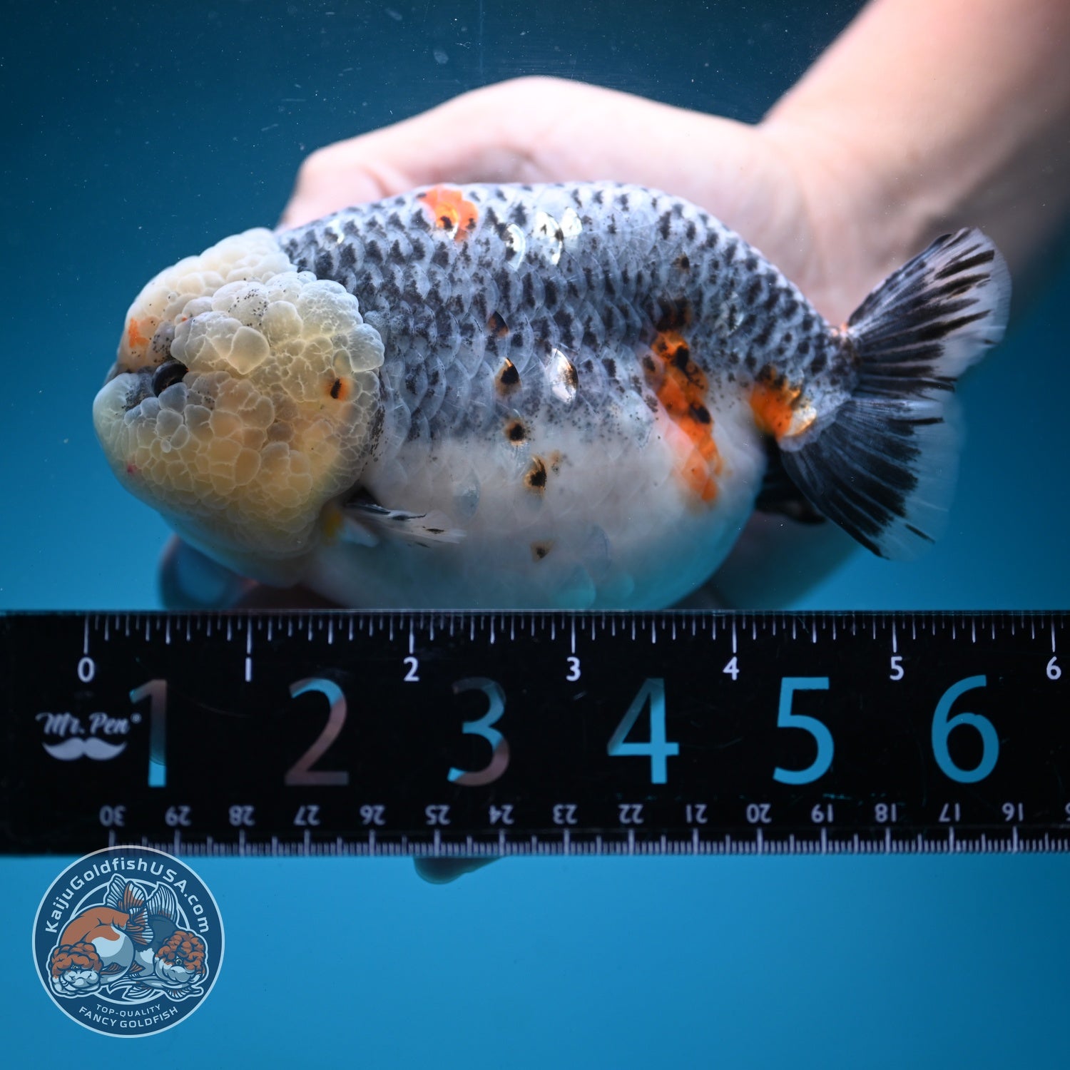 Jumbo Blue Based Kirin Ranchu 5 inch Body (260724_RC01)