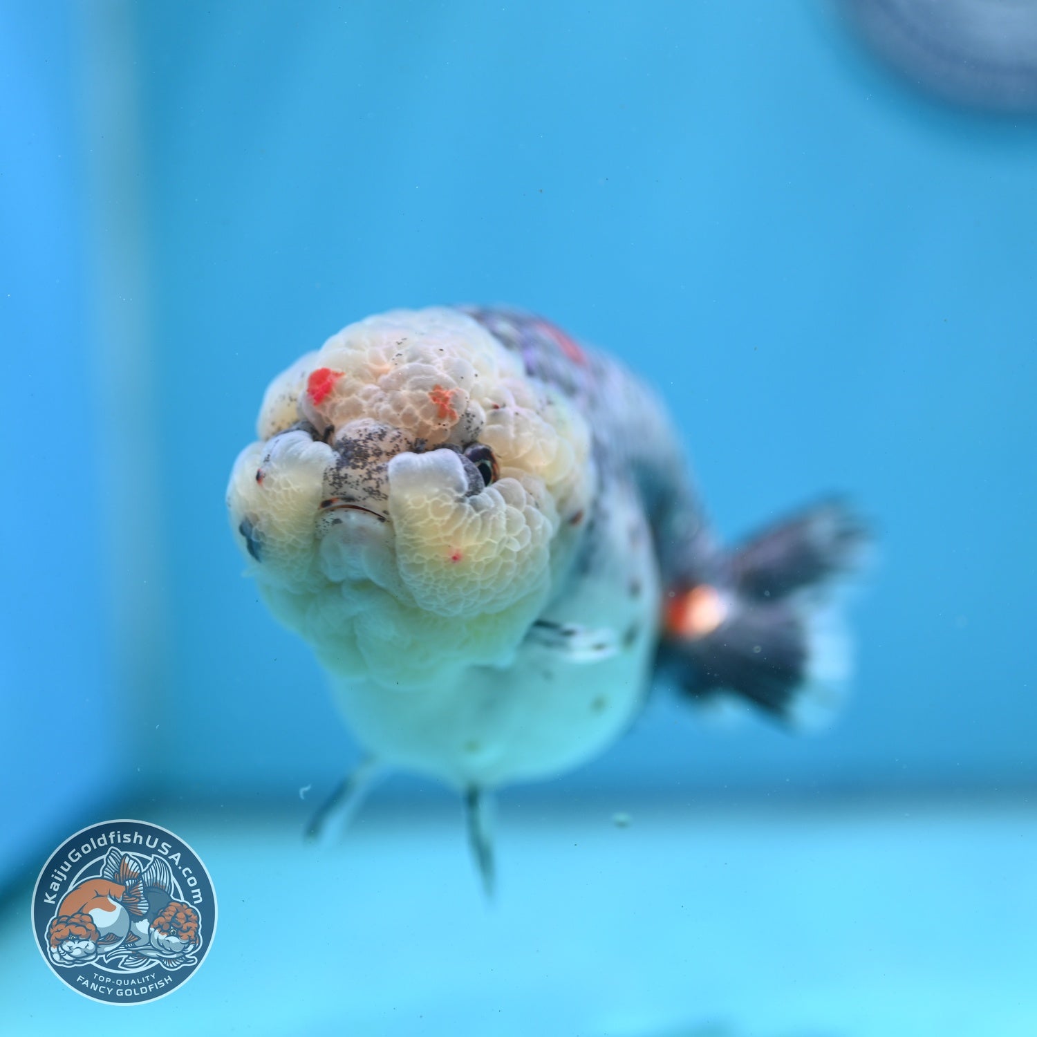 Jumbo Blue Based Kirin Ranchu 5 inch Body (260724_RC01)
