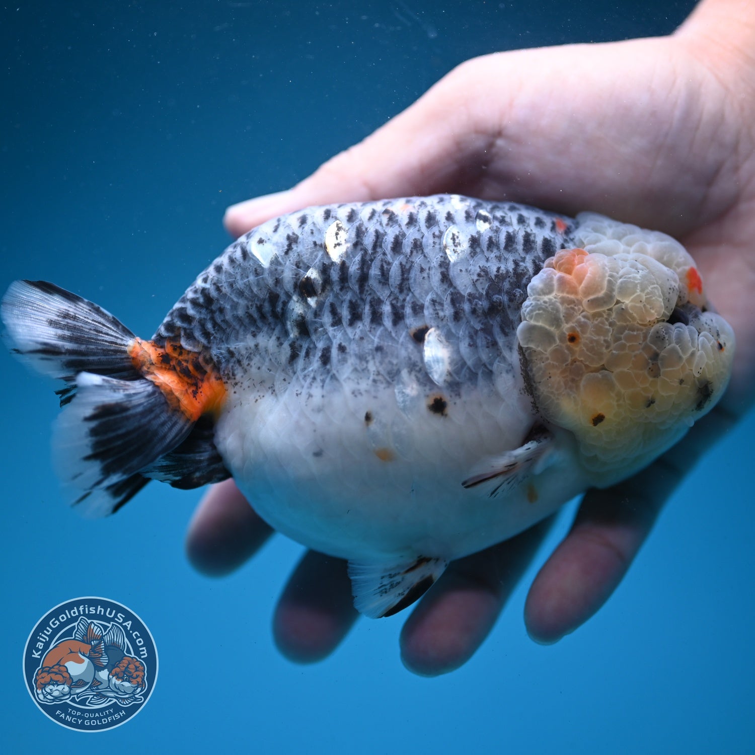 Jumbo Blue Based Kirin Ranchu 5 inch Body (260724_RC01)
