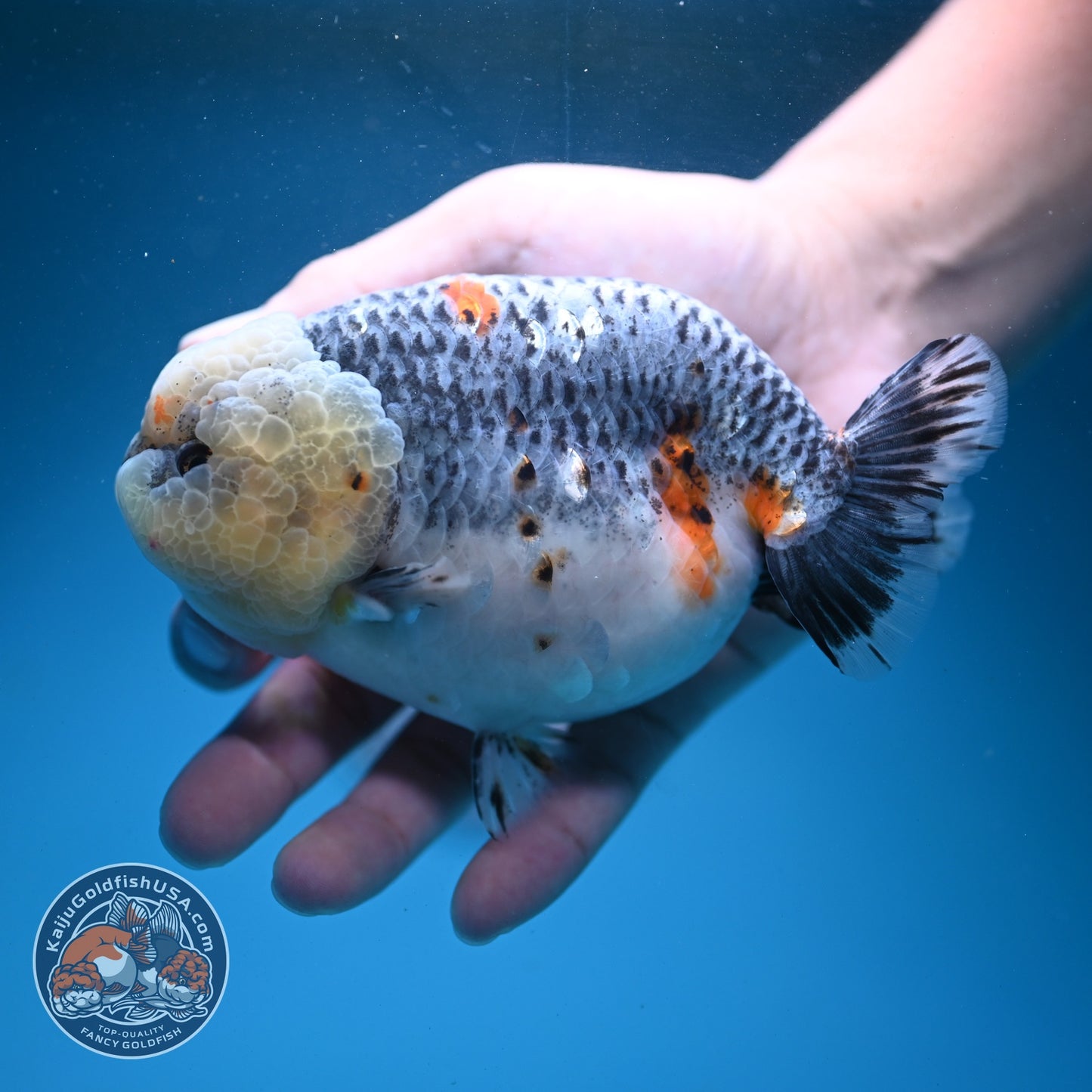 Jumbo Blue Based Kirin Ranchu 5 inch Body (260724_RC01)
