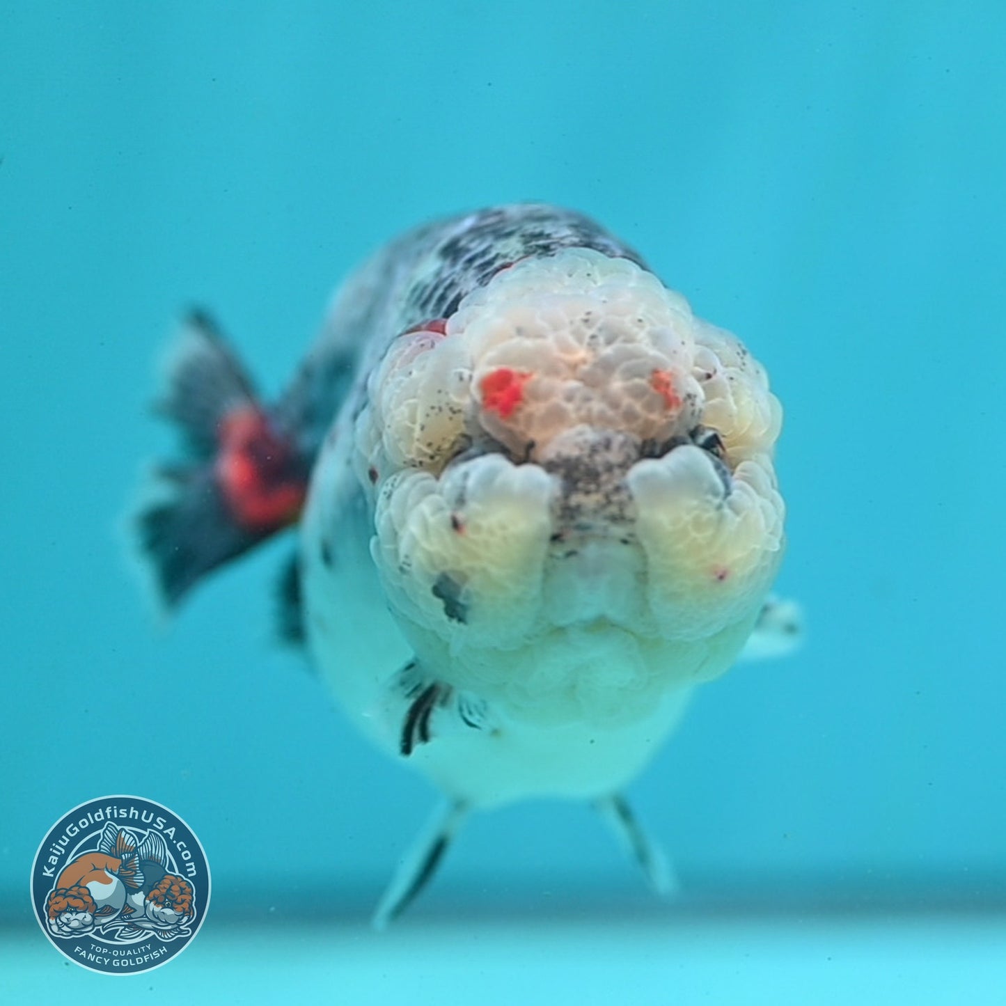 Jumbo Blue Based Kirin Ranchu 5 inch Body (260724_RC01)