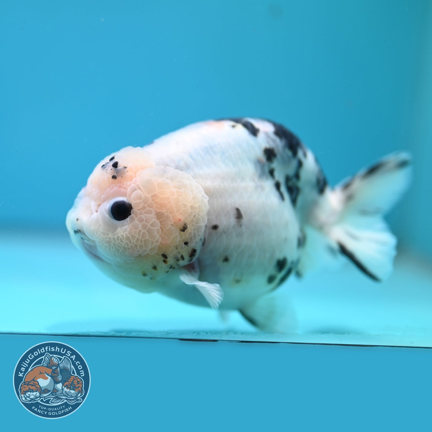 Jumbo Cow Ranchu 5 inch Body (260619_RC06)