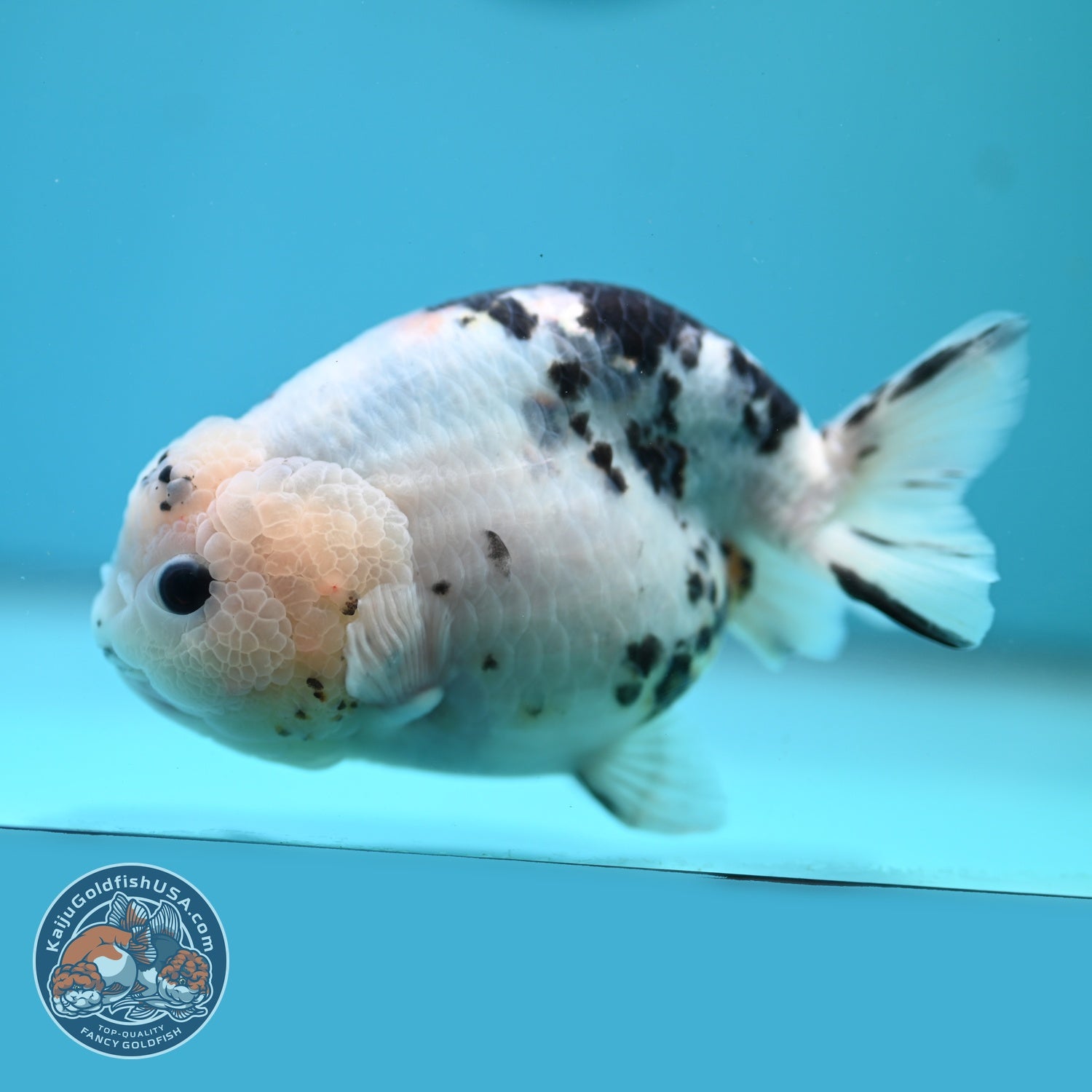 Jumbo Cow Ranchu 5 inch Body (260619_RC06)