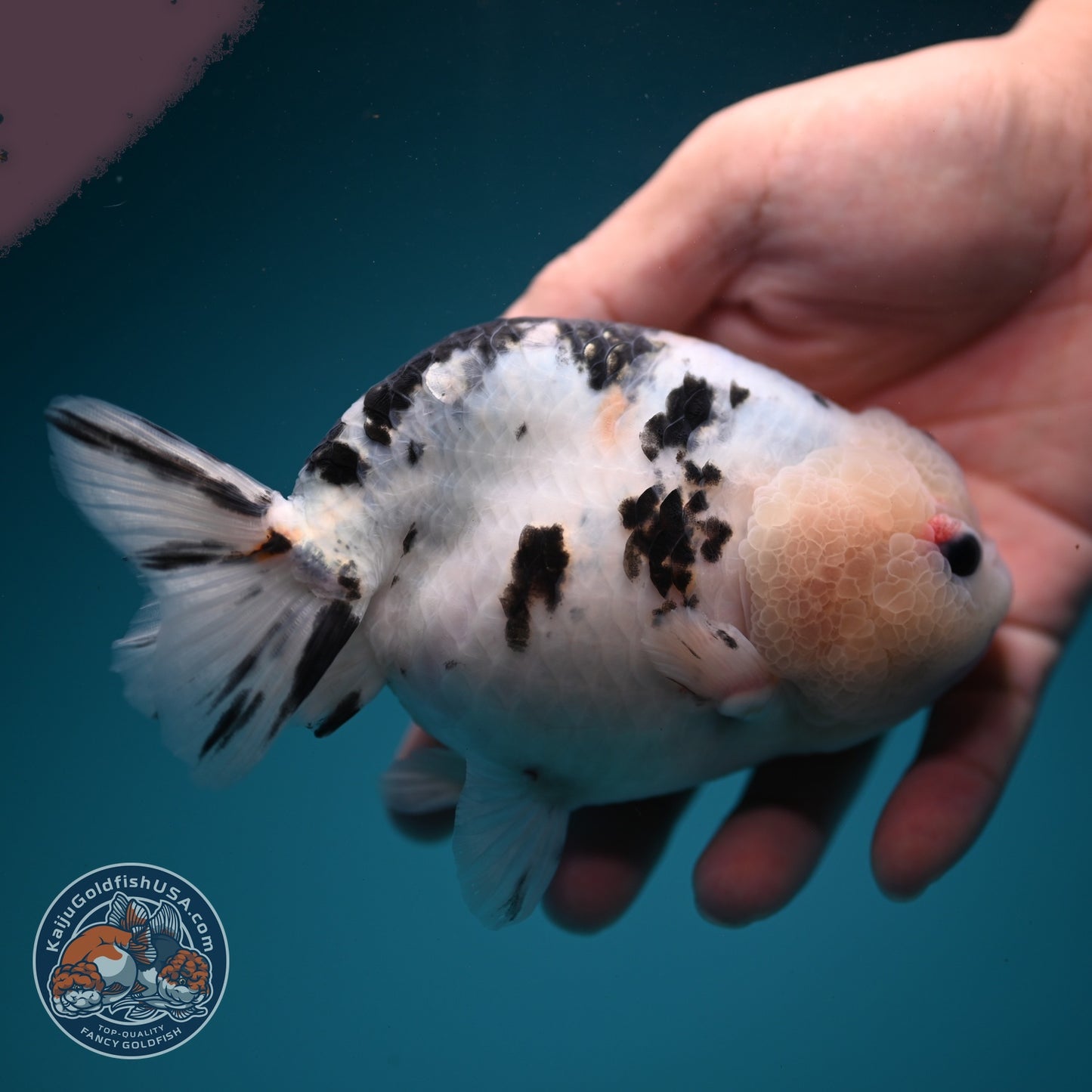 Jumbo Cow Ranchu 5 inch Body (260619_RC06)