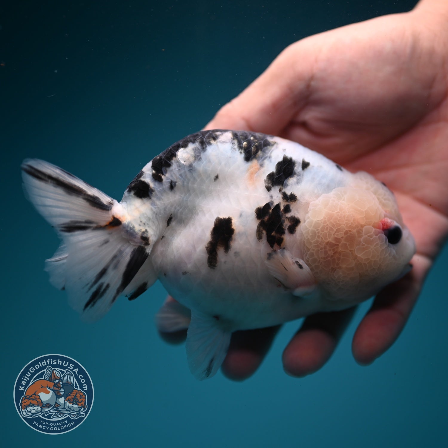 Jumbo Cow Ranchu 5 inch Body (260619_RC06)