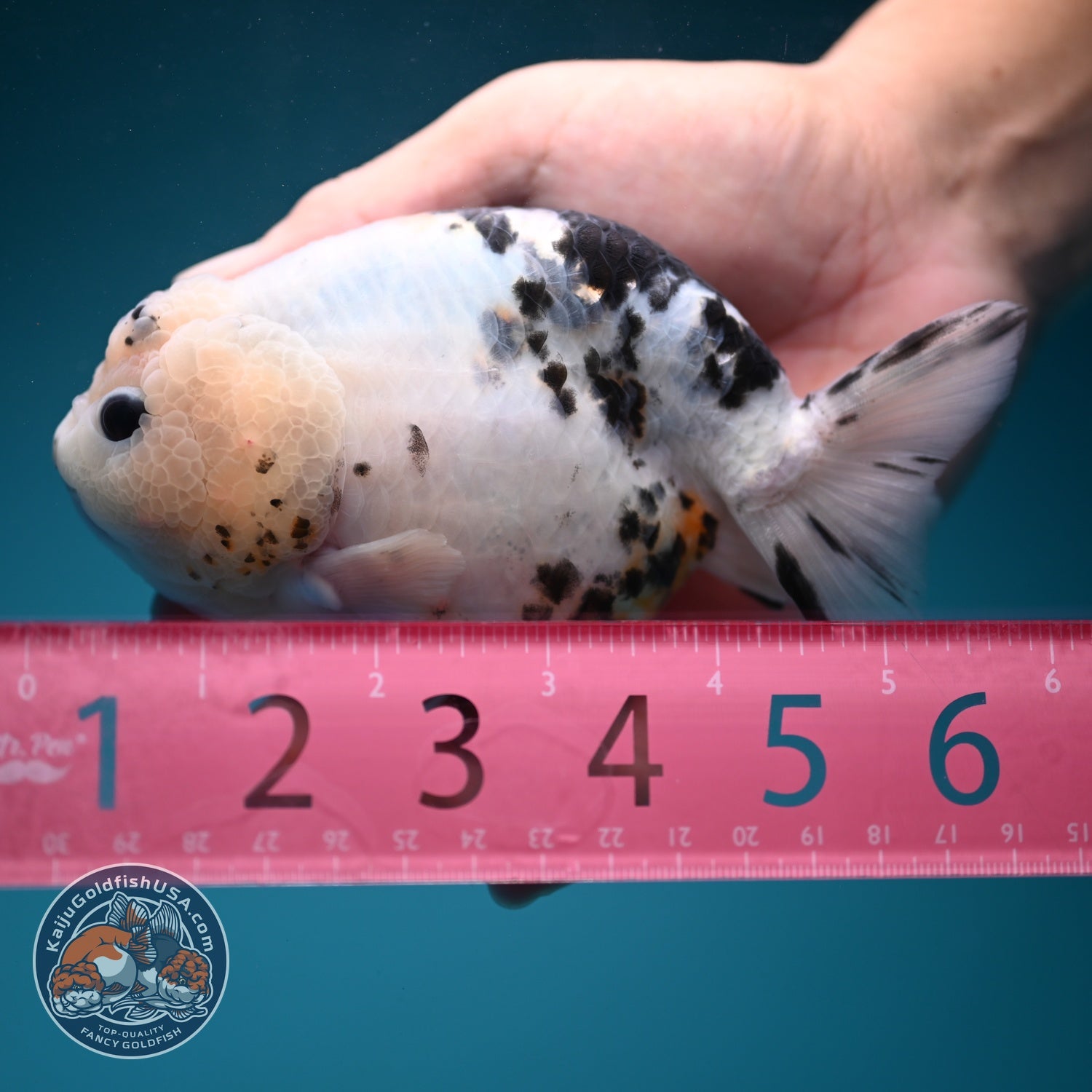 Jumbo Cow Ranchu 5 inch Body (260619_RC06)