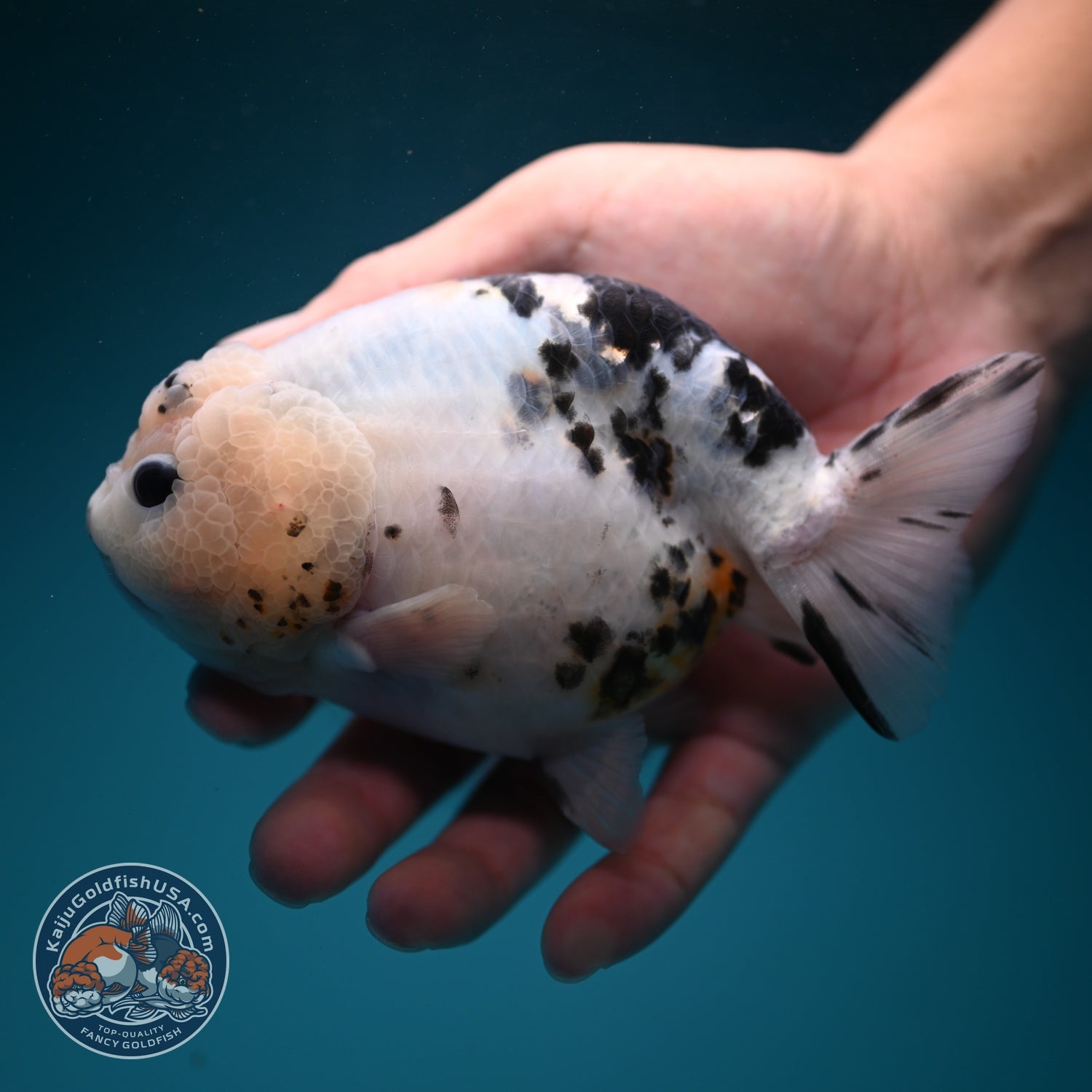 Jumbo Cow Ranchu 5 inch Body (260619_RC06)
