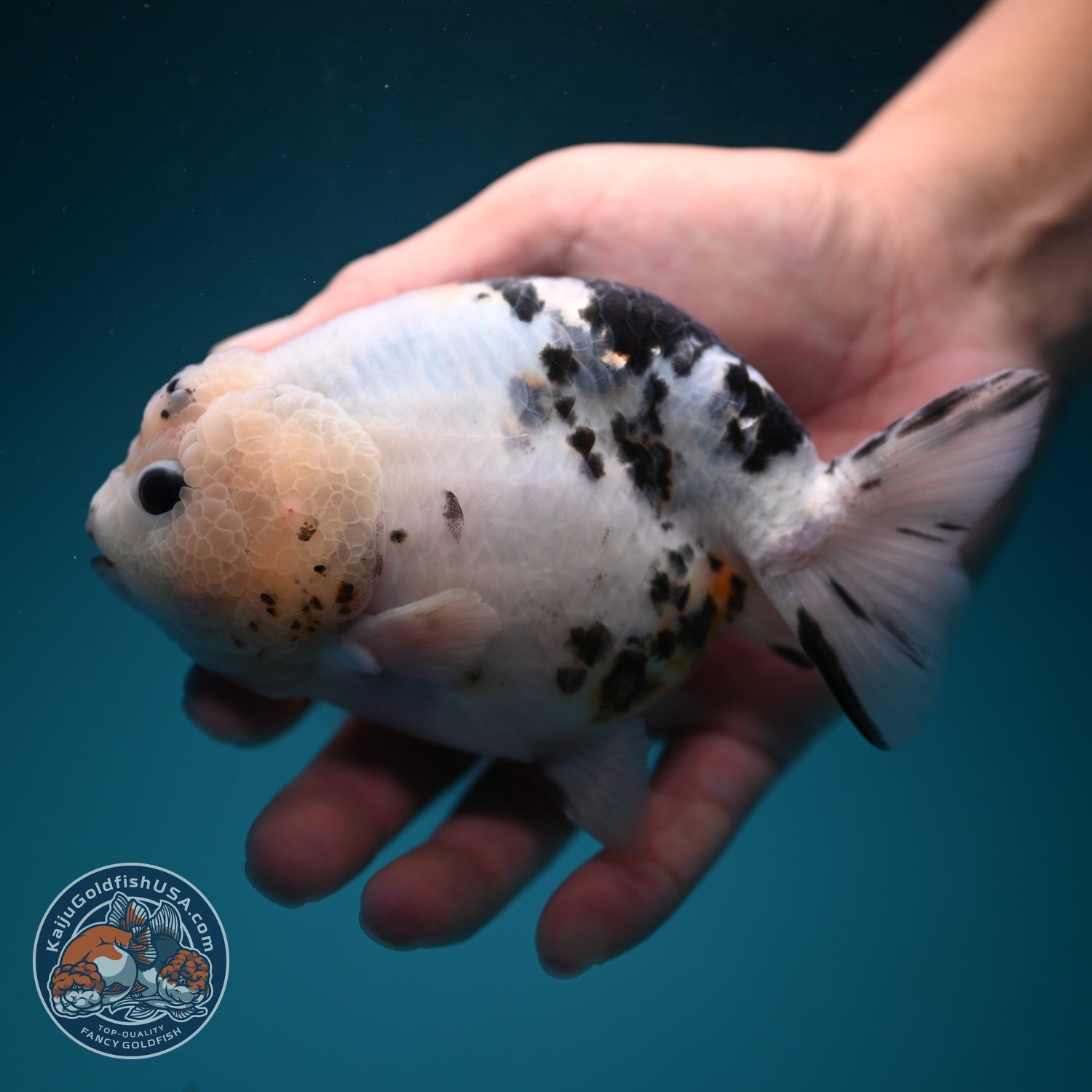 Jumbo Cow Ranchu 5 inch Body (260619_RC06)