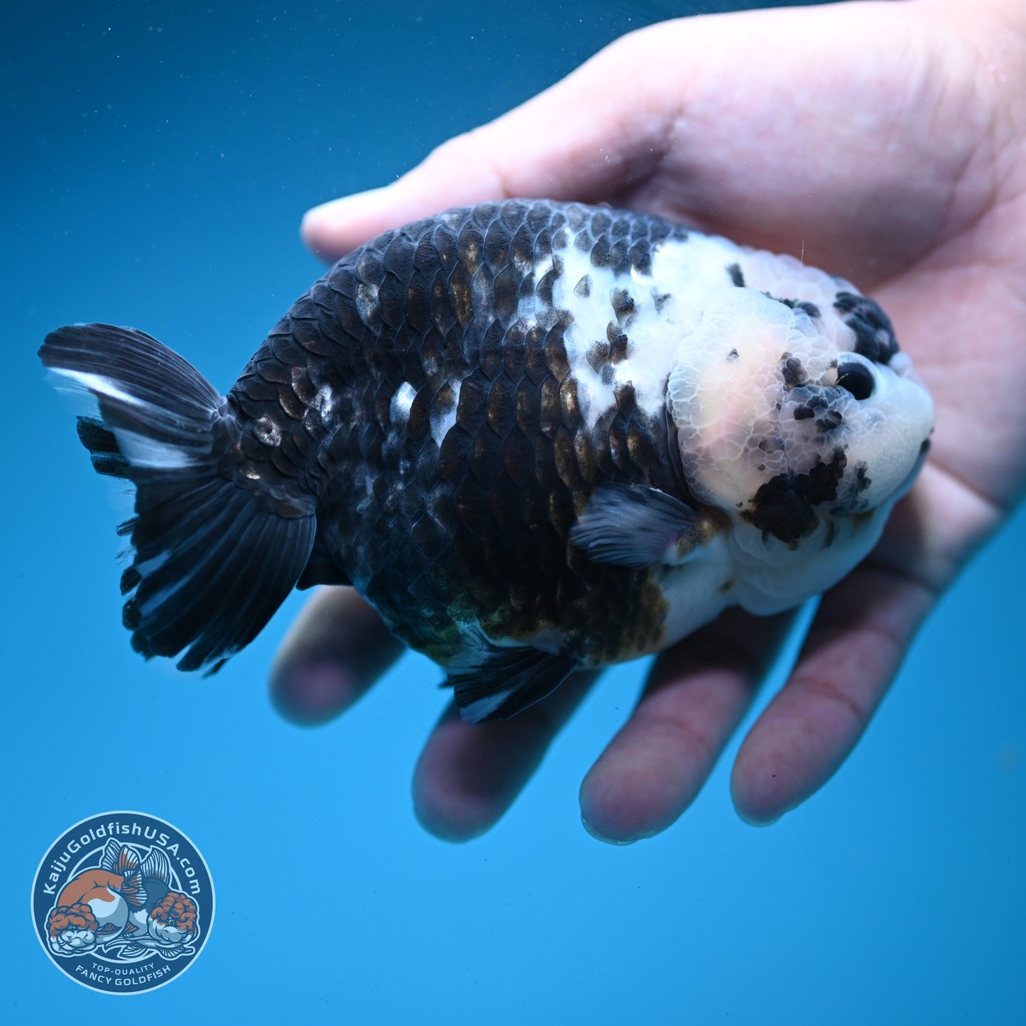 Jumbo Heavy Ink Cow Ranchu 4.5 inch Body (260619_RC02)
