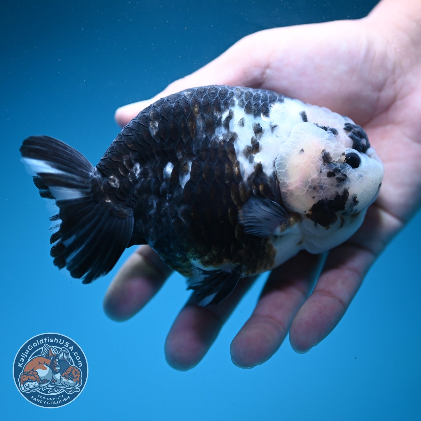Jumbo Heavy Ink Cow Ranchu 4.5 inch Body (260619_RC02)