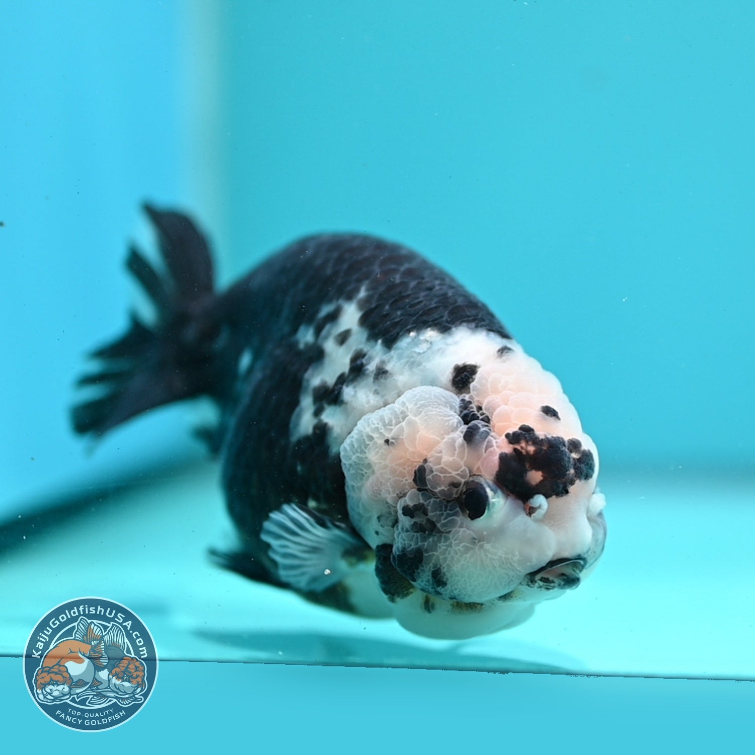 Jumbo Heavy Ink Cow Ranchu 4.5 inch Body (260619_RC02)