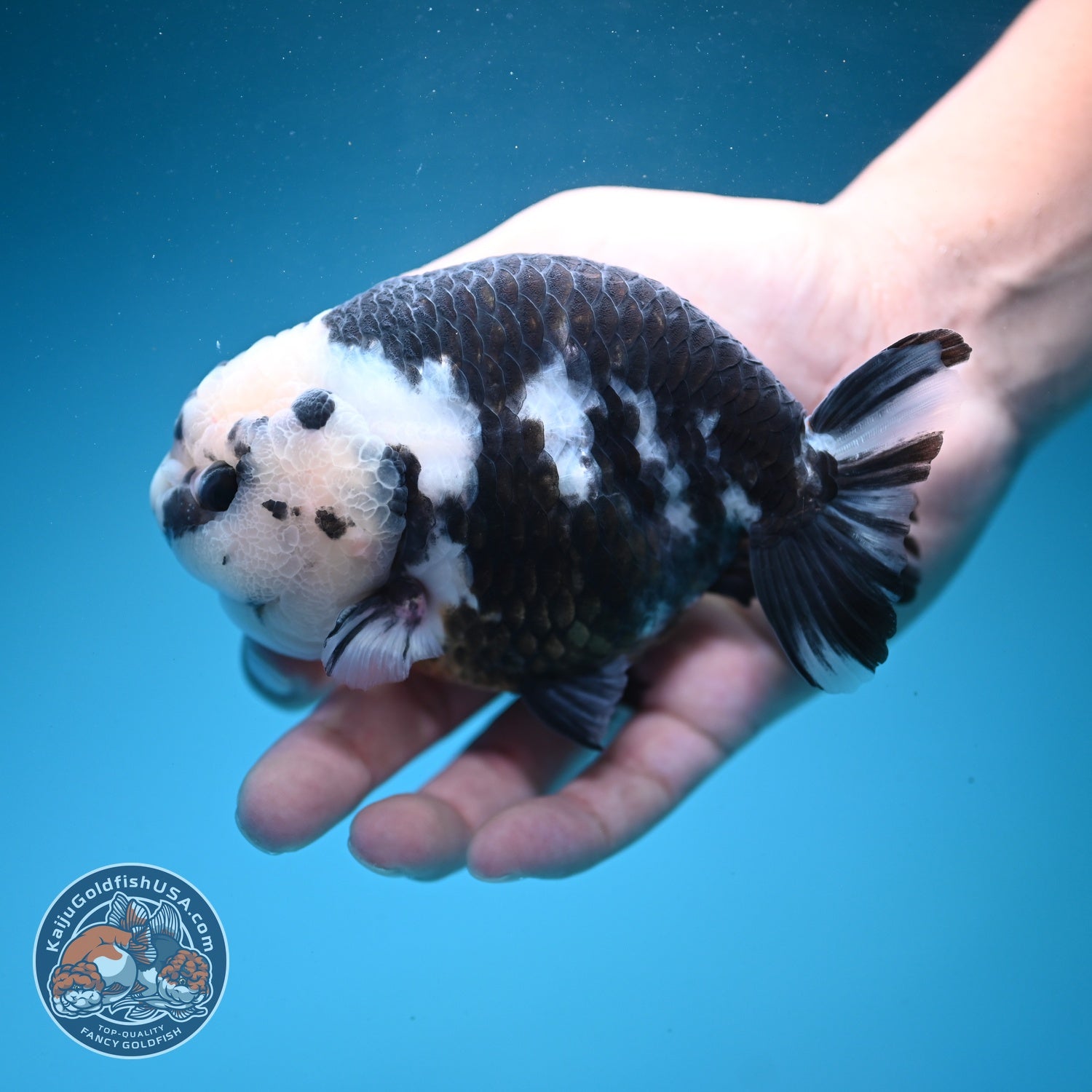 Jumbo Heavy Ink Cow Ranchu 4.5 inch Body (260619_RC02)