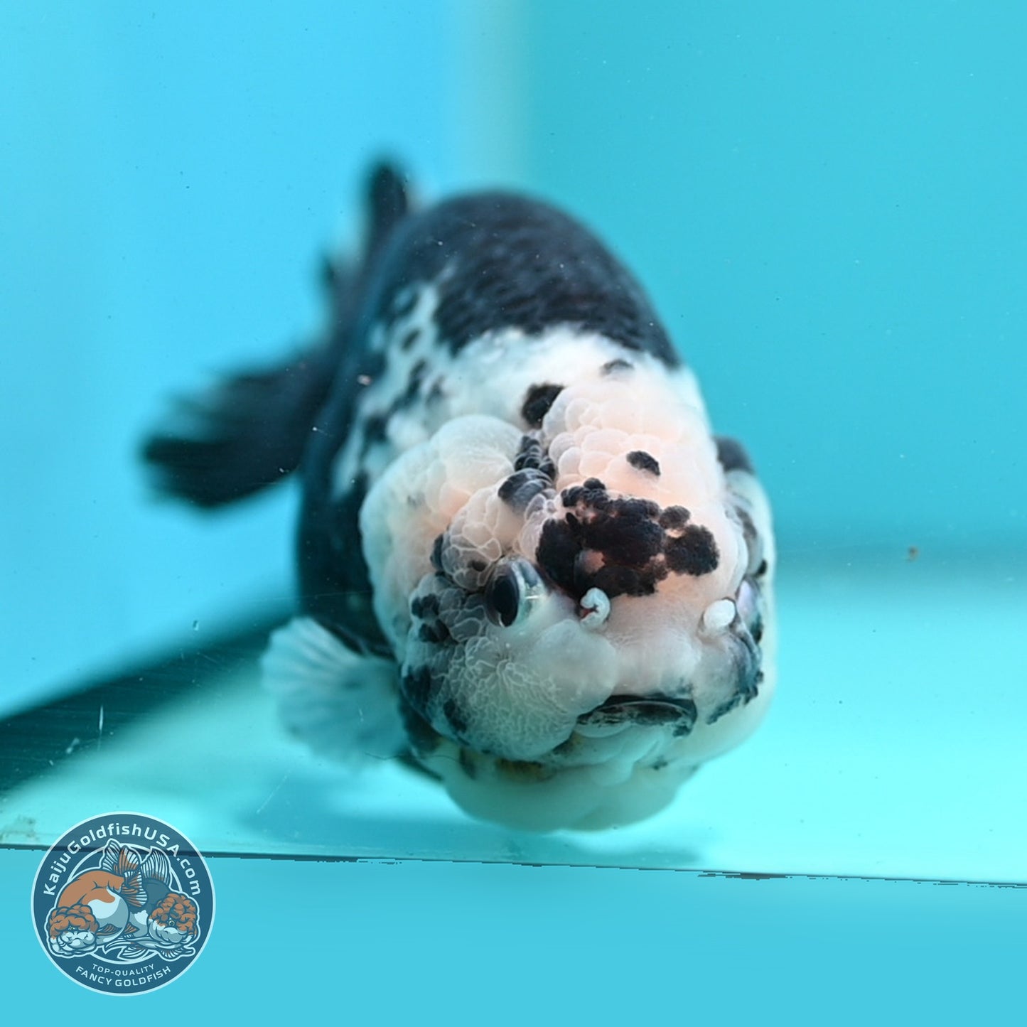 Jumbo Heavy Ink Cow Ranchu 4.5 inch Body (260619_RC02)