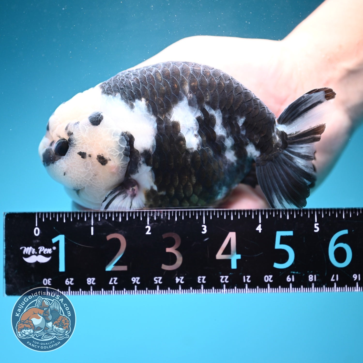 Jumbo Heavy Ink Cow Ranchu 4.5 inch Body (260619_RC02)