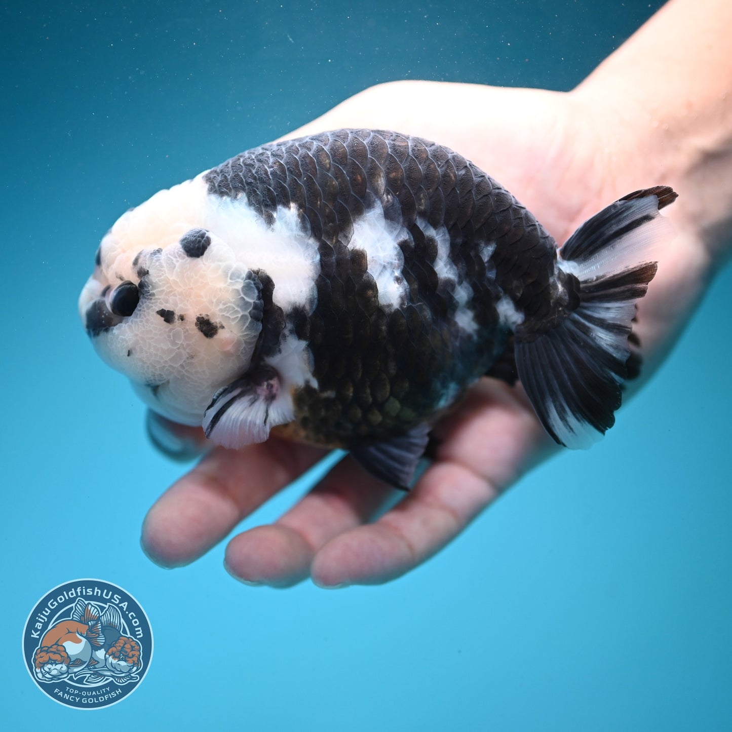 Jumbo Heavy Ink Cow Ranchu 4.5 inch Body (260619_RC02)