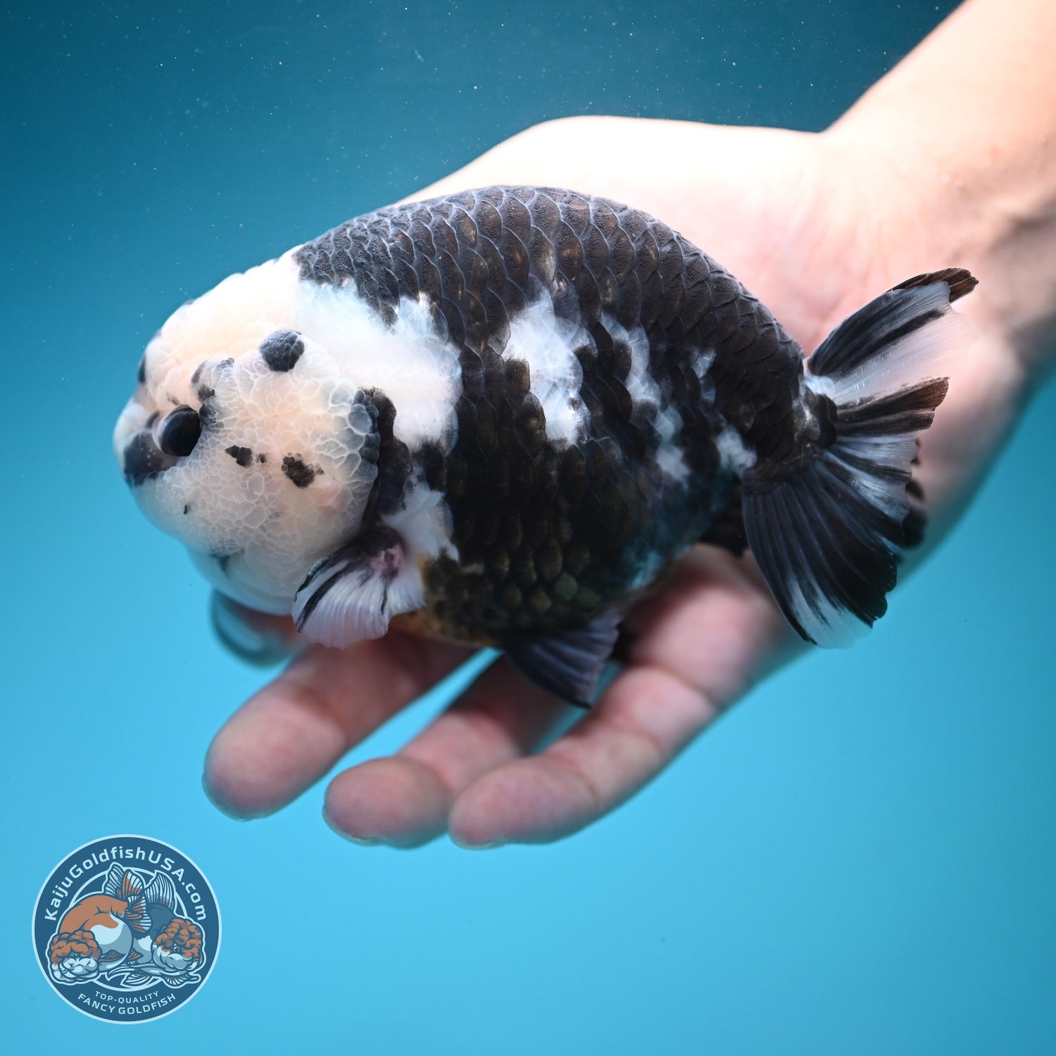 Jumbo Heavy Ink Cow Ranchu 4.5 inch Body (260619_RC02)