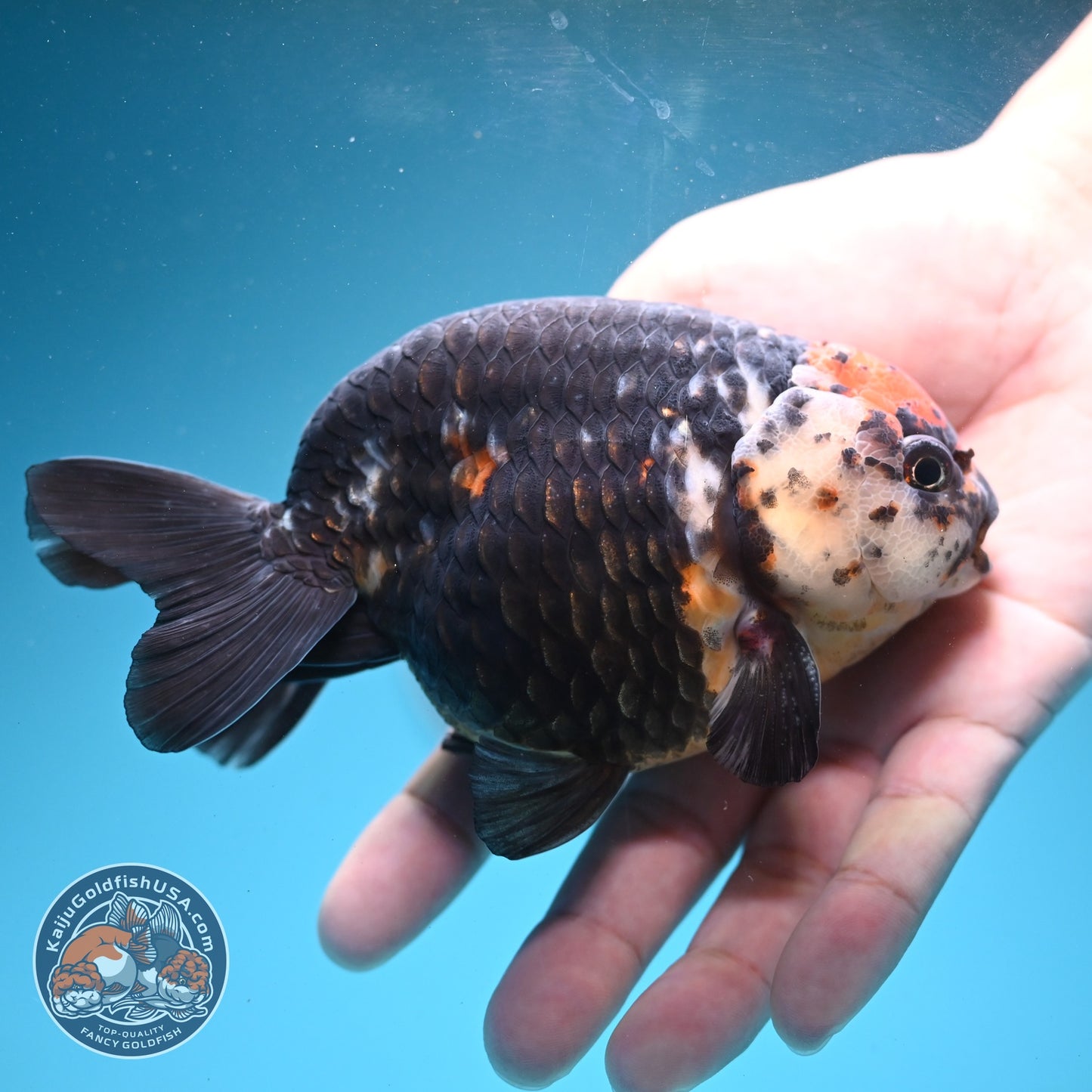 Jumbo Heavy Ink Cow Ranchu 4.5 inch Body (260724_RC02)