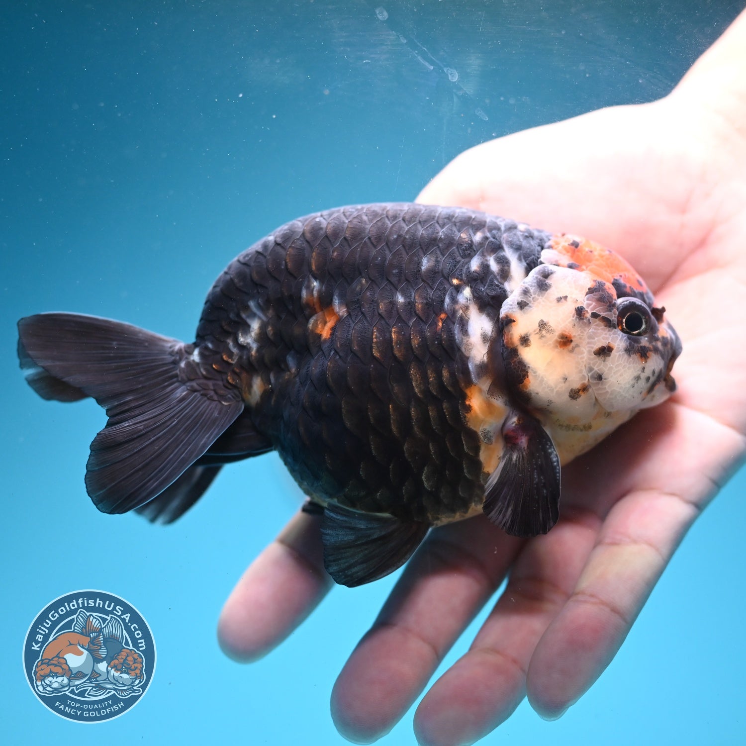 Jumbo Heavy Ink Cow Ranchu 4.5 inch Body (260724_RC02)