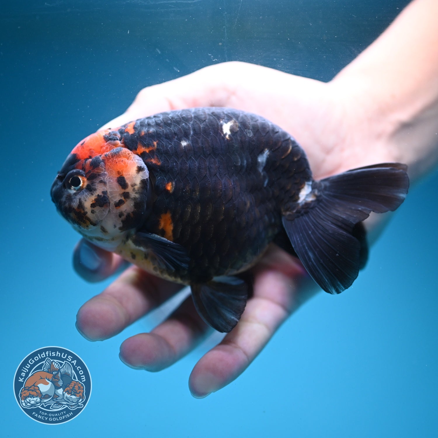 Jumbo Heavy Ink Cow Ranchu 4.5 inch Body (260724_RC02)