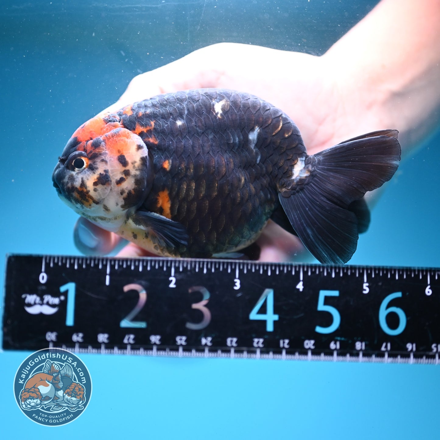 Jumbo Heavy Ink Cow Ranchu 4.5 inch Body (260724_RC02)