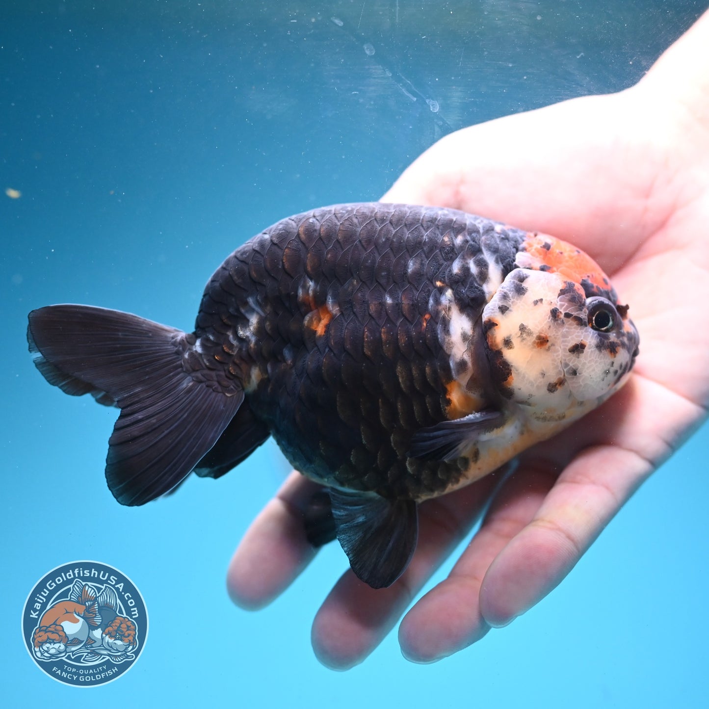 Jumbo Heavy Ink Cow Ranchu 4.5 inch Body (260724_RC02)