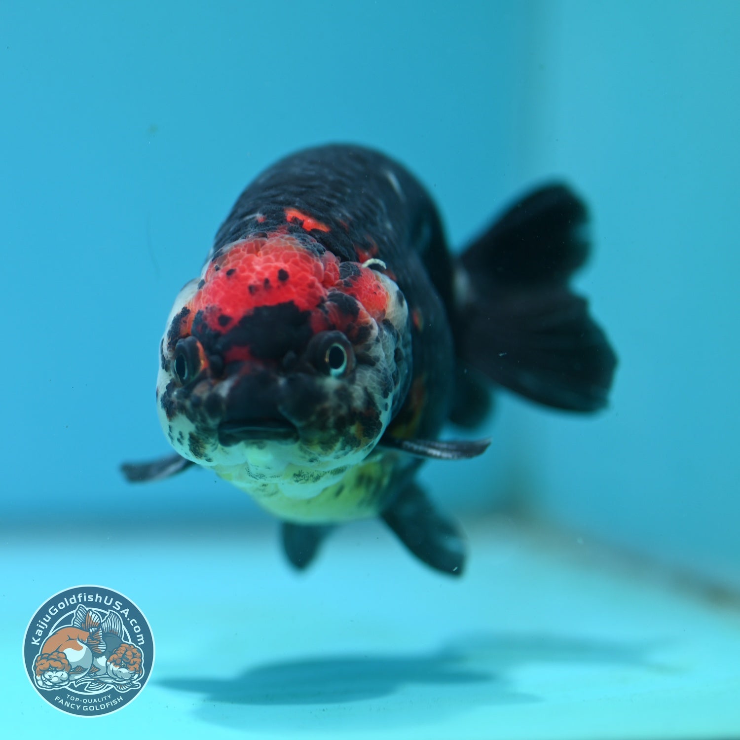Jumbo Heavy Ink Cow Ranchu 4.5 inch Body (260724_RC02)