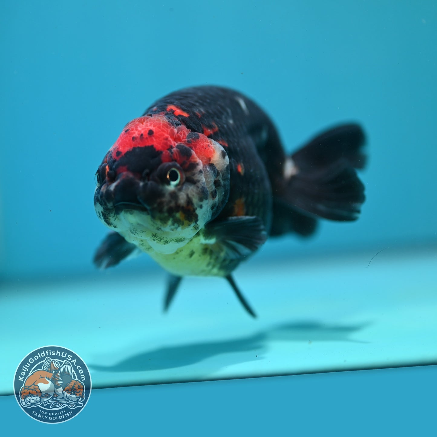Jumbo Heavy Ink Cow Ranchu 4.5 inch Body (260724_RC02)