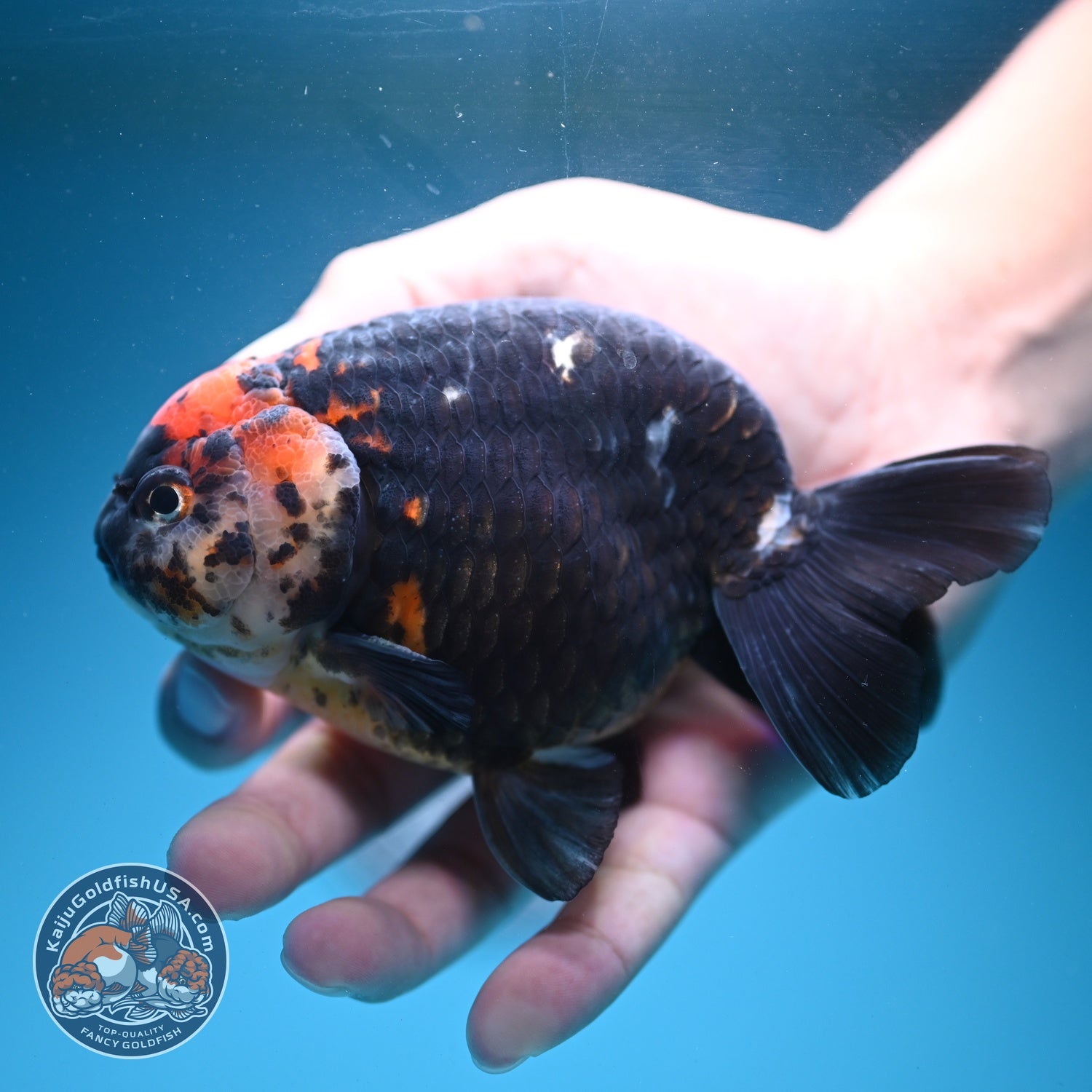 Jumbo Heavy Ink Cow Ranchu 4.5 inch Body (260724_RC02)