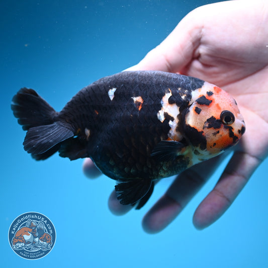 Jumbo Heavy Ink Cow Ranchu 4.5 inch Body (260724_RC04)
