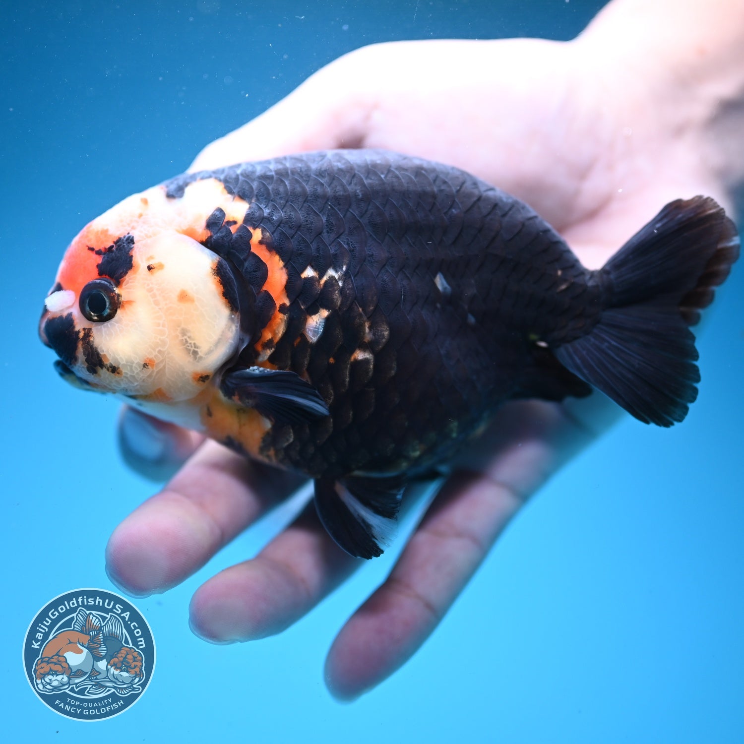 Jumbo Heavy Ink Cow Ranchu 4.5 inch Body (260724_RC04)