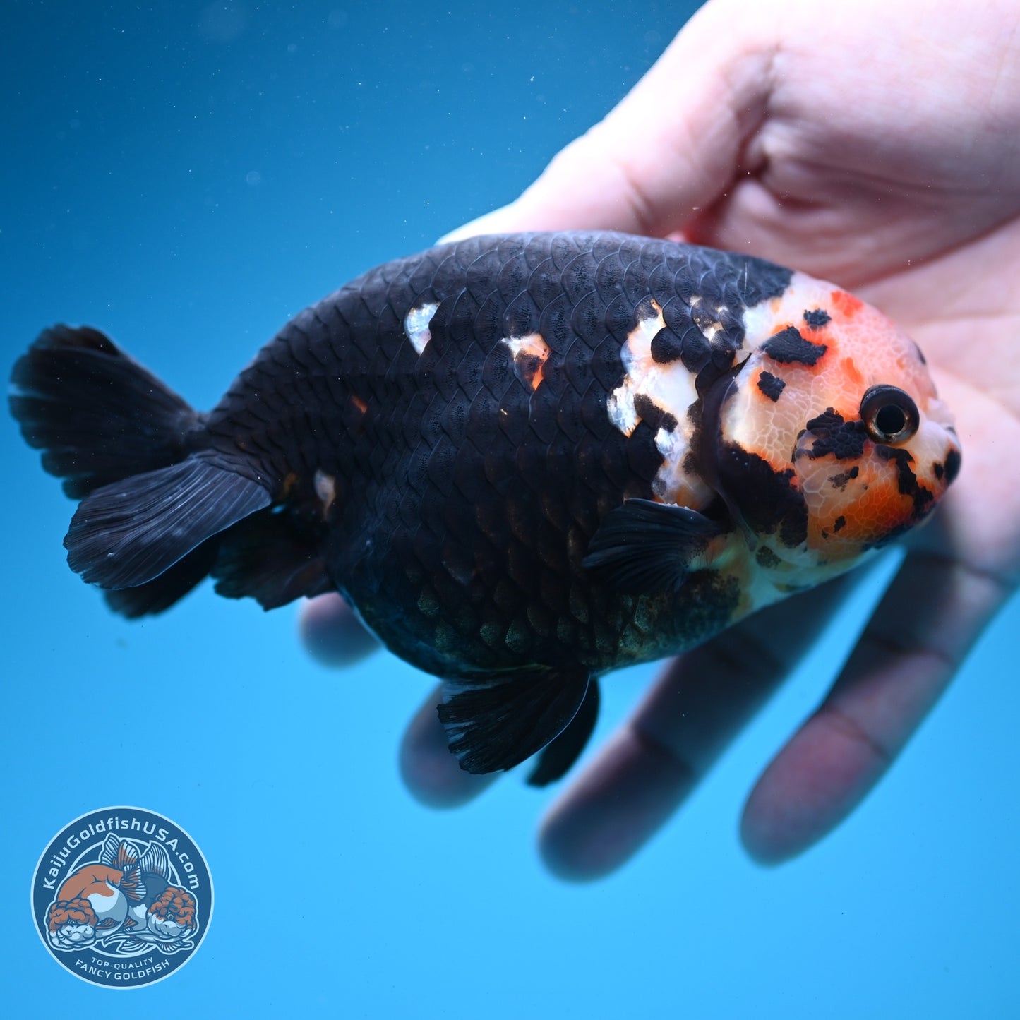 Jumbo Heavy Ink Cow Ranchu 4.5 inch Body (260724_RC04)