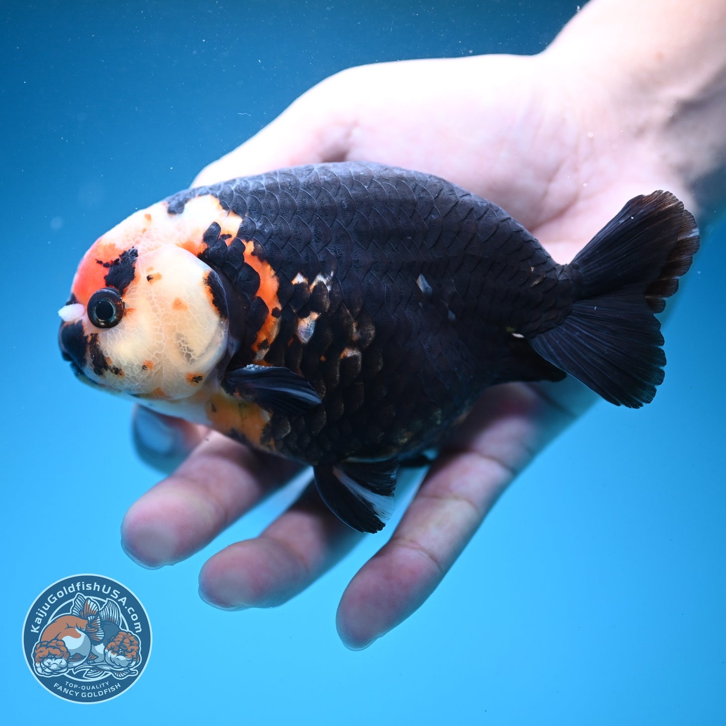 Jumbo Heavy Ink Cow Ranchu 4.5 inch Body (260724_RC04)