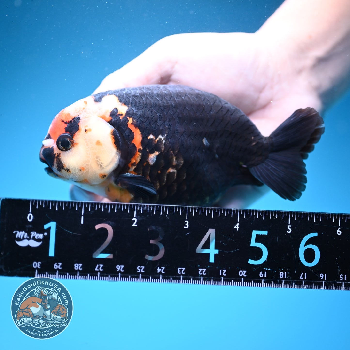 Jumbo Heavy Ink Cow Ranchu 4.5 inch Body (260724_RC04)