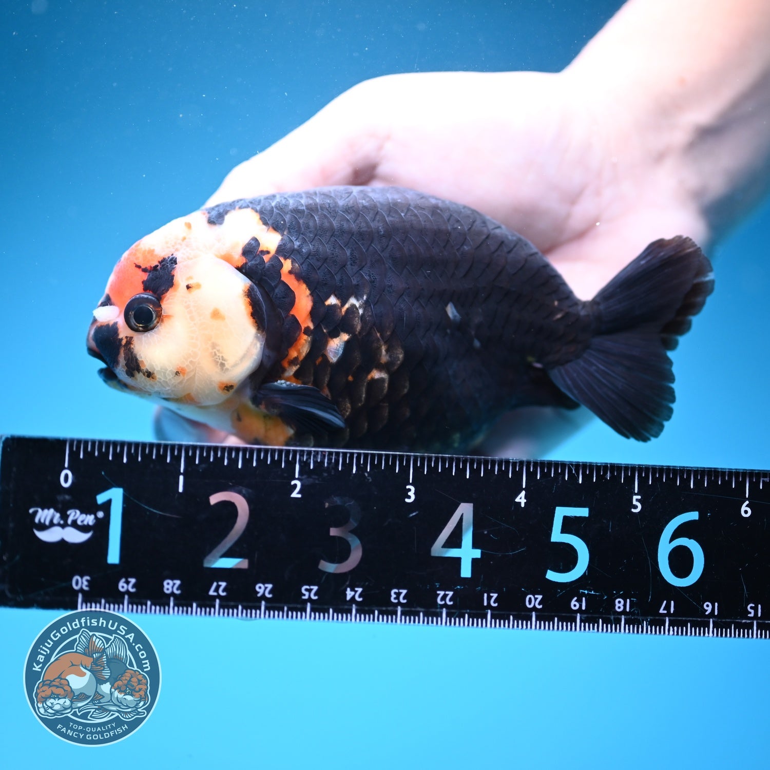Jumbo Heavy Ink Cow Ranchu 4.5 inch Body (260724_RC04)