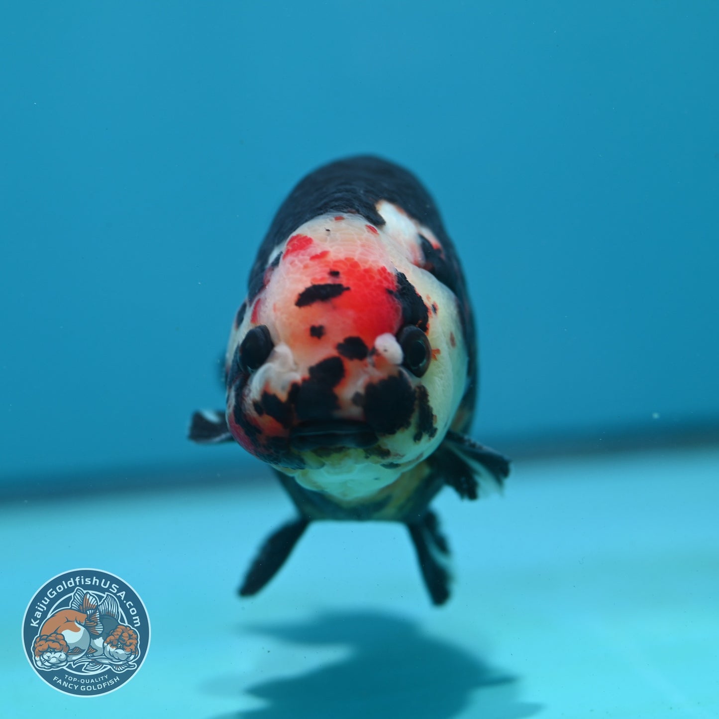 Jumbo Heavy Ink Cow Ranchu 4.5 inch Body (260724_RC04)