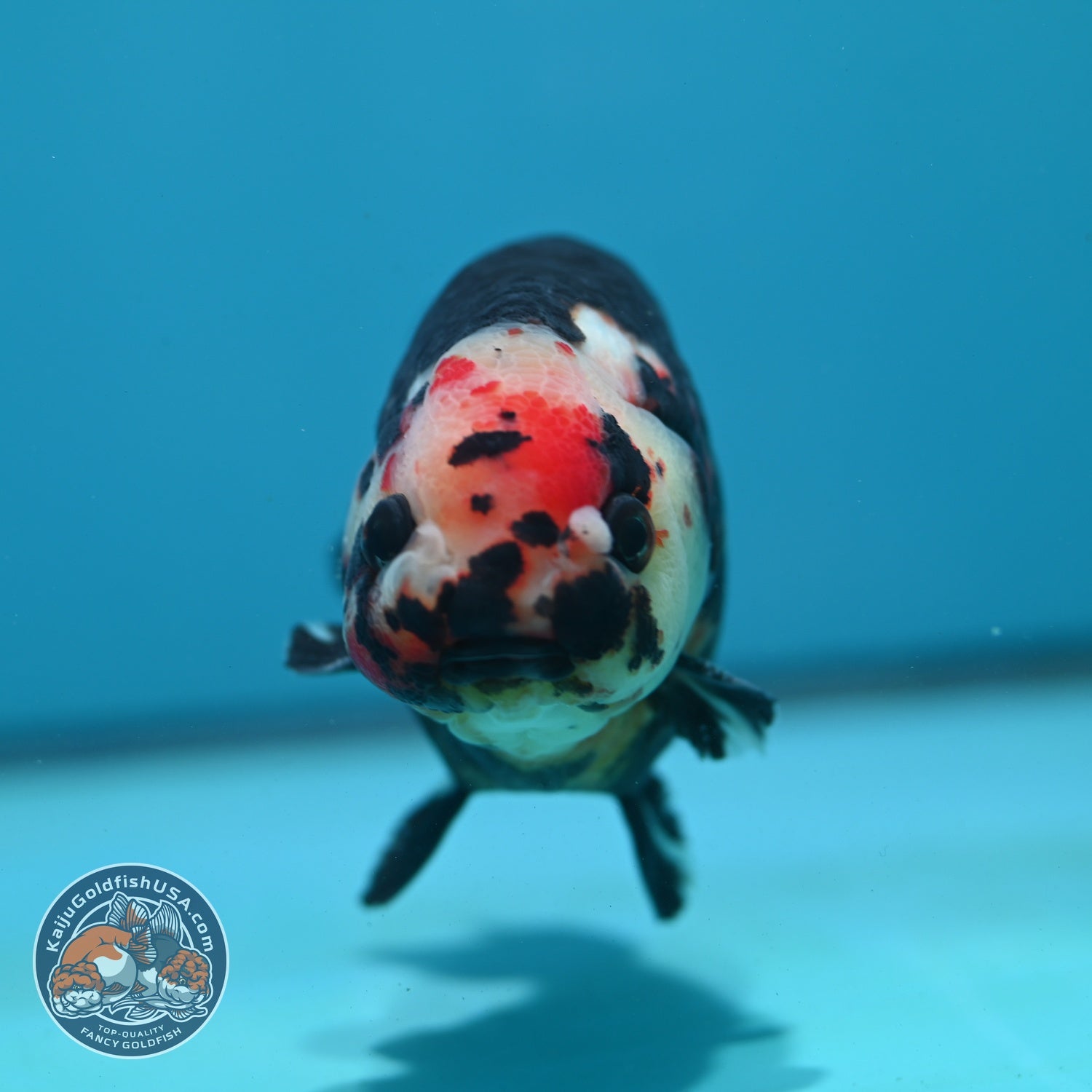 Jumbo Heavy Ink Cow Ranchu 4.5 inch Body (260724_RC04)