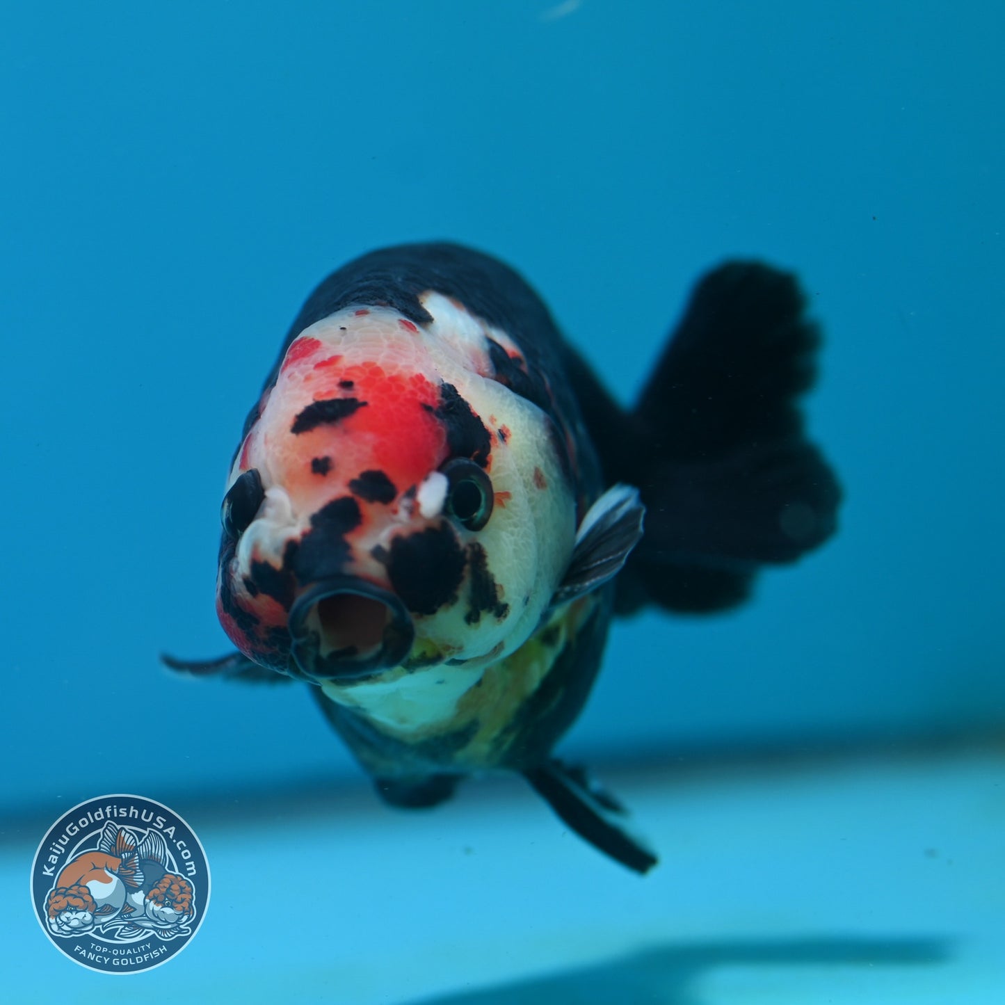 Jumbo Heavy Ink Cow Ranchu 4.5 inch Body (260724_RC04)