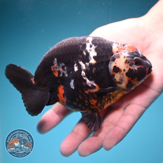 Jumbo Heavy ink Cow Ranchu 5 inch Body (260814_RC06)