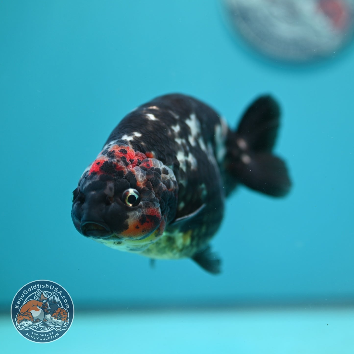Jumbo Heavy ink Cow Ranchu 5 inch Body (260814_RC06)