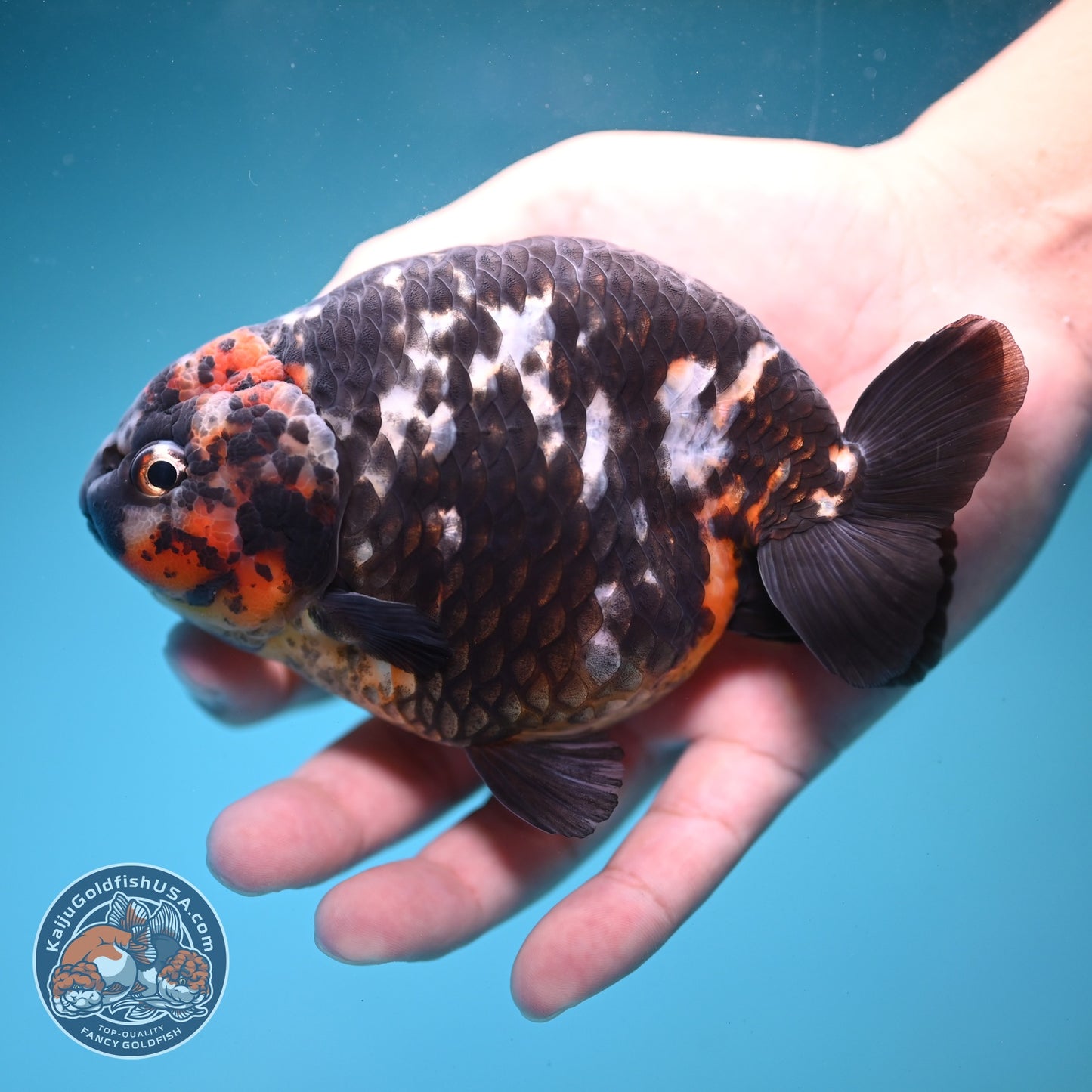 Jumbo Heavy ink Cow Ranchu 5 inch Body (260814_RC06)