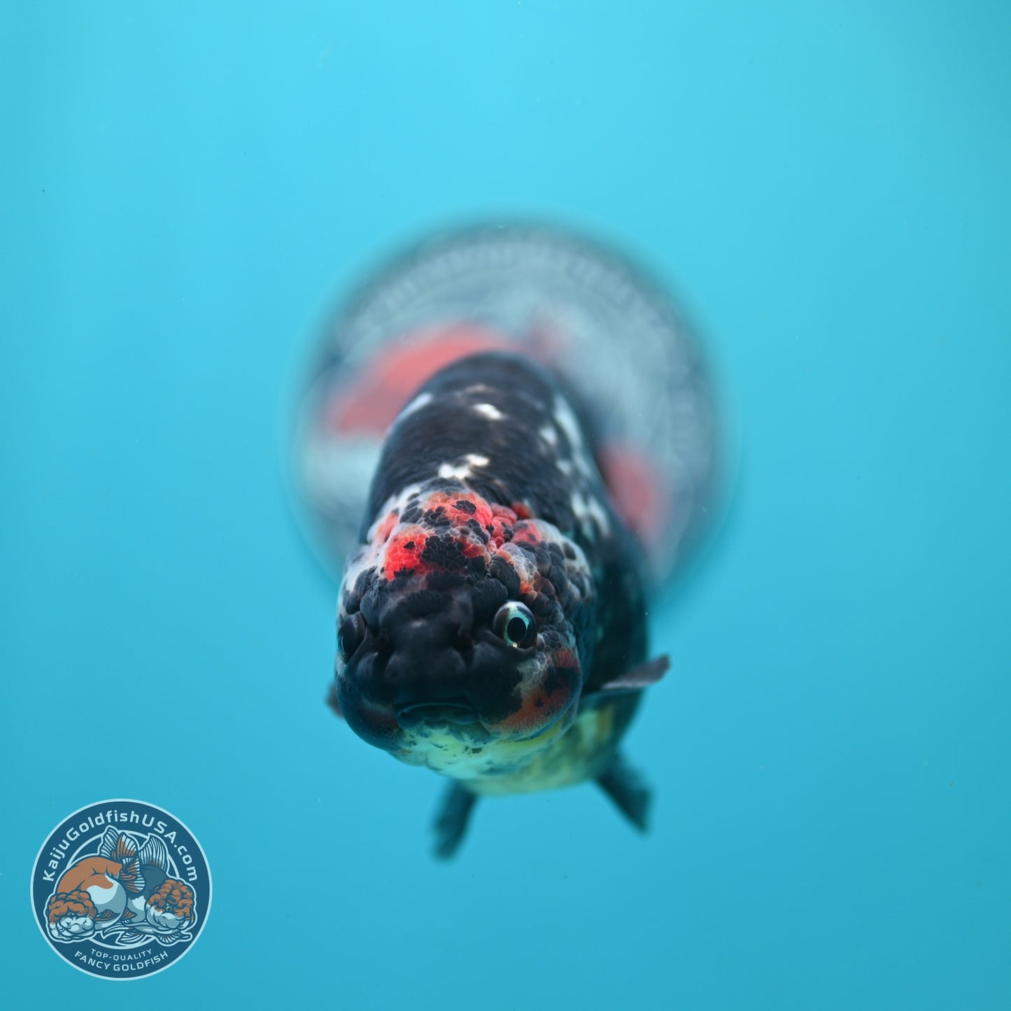 Jumbo Heavy ink Cow Ranchu 5 inch Body (260814_RC06)