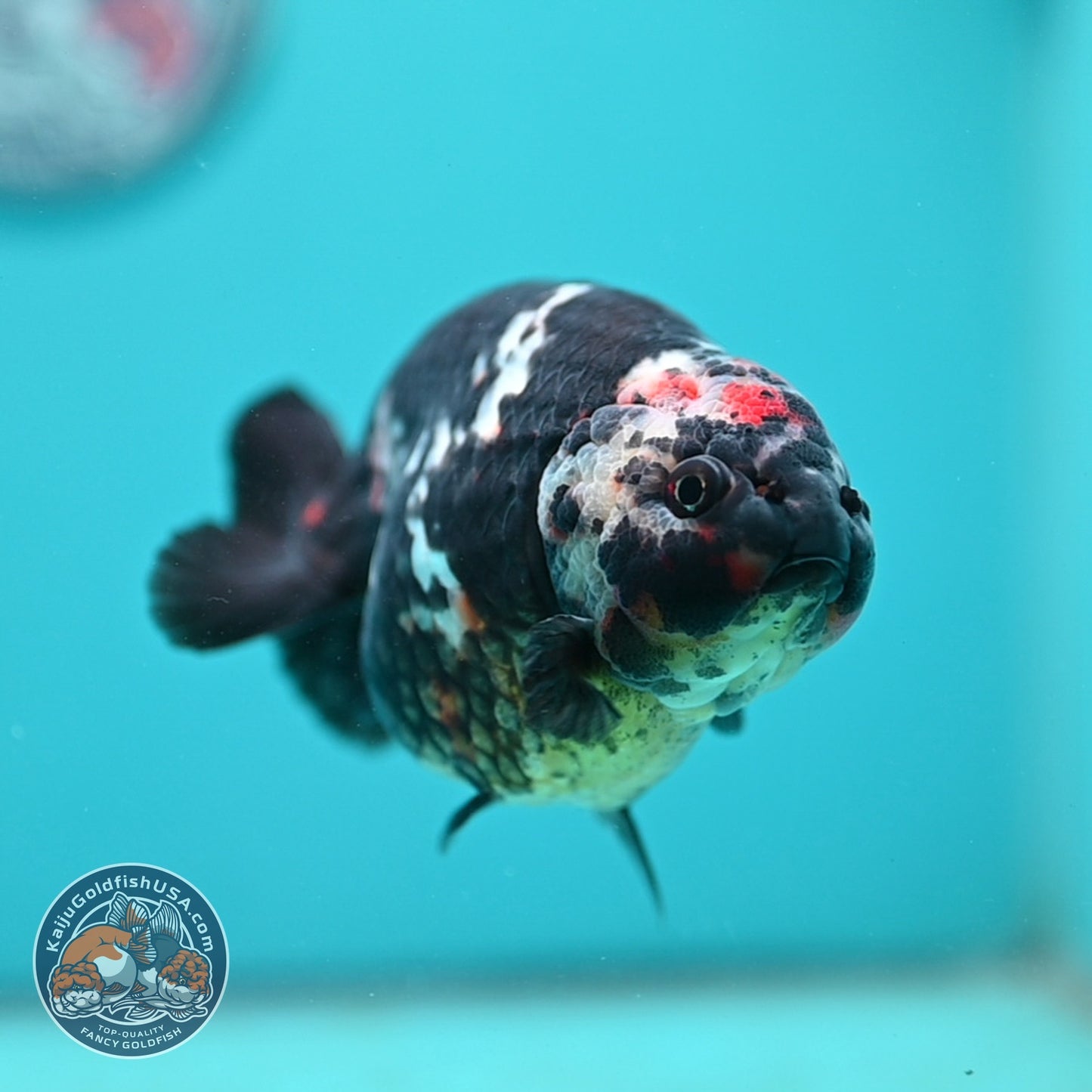Jumbo Heavy ink Cow Ranchu 5 inch Body (260814_RC06)