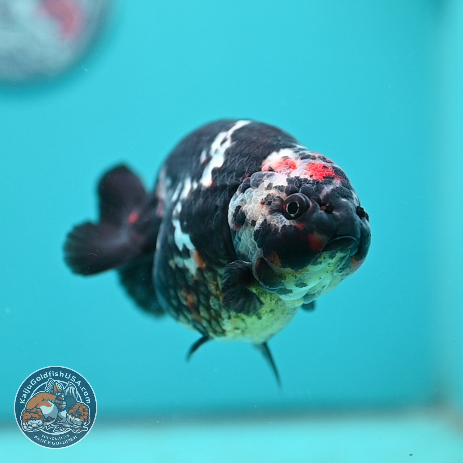Jumbo Heavy ink Cow Ranchu 5 inch Body (260814_RC06)