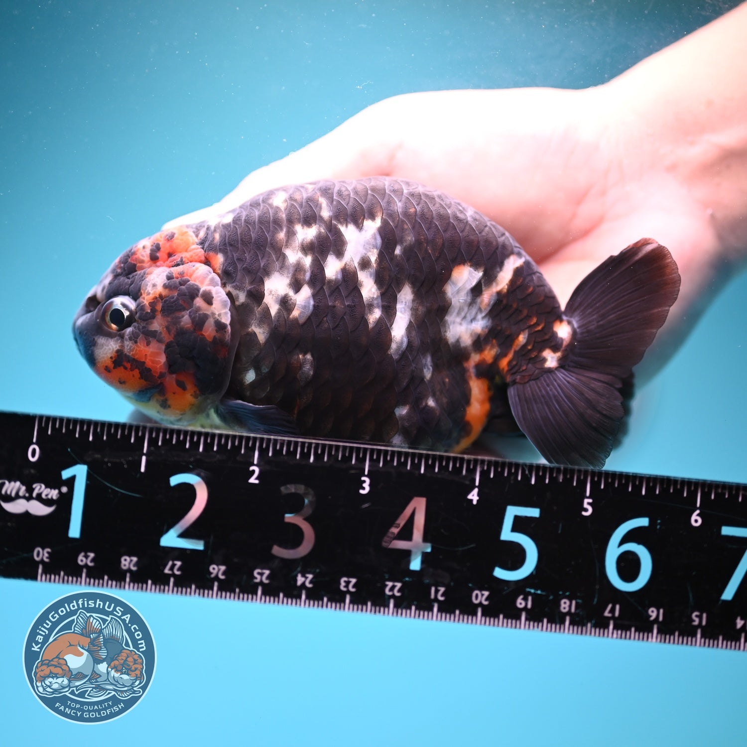 Jumbo Heavy ink Cow Ranchu 5 inch Body (260814_RC06)