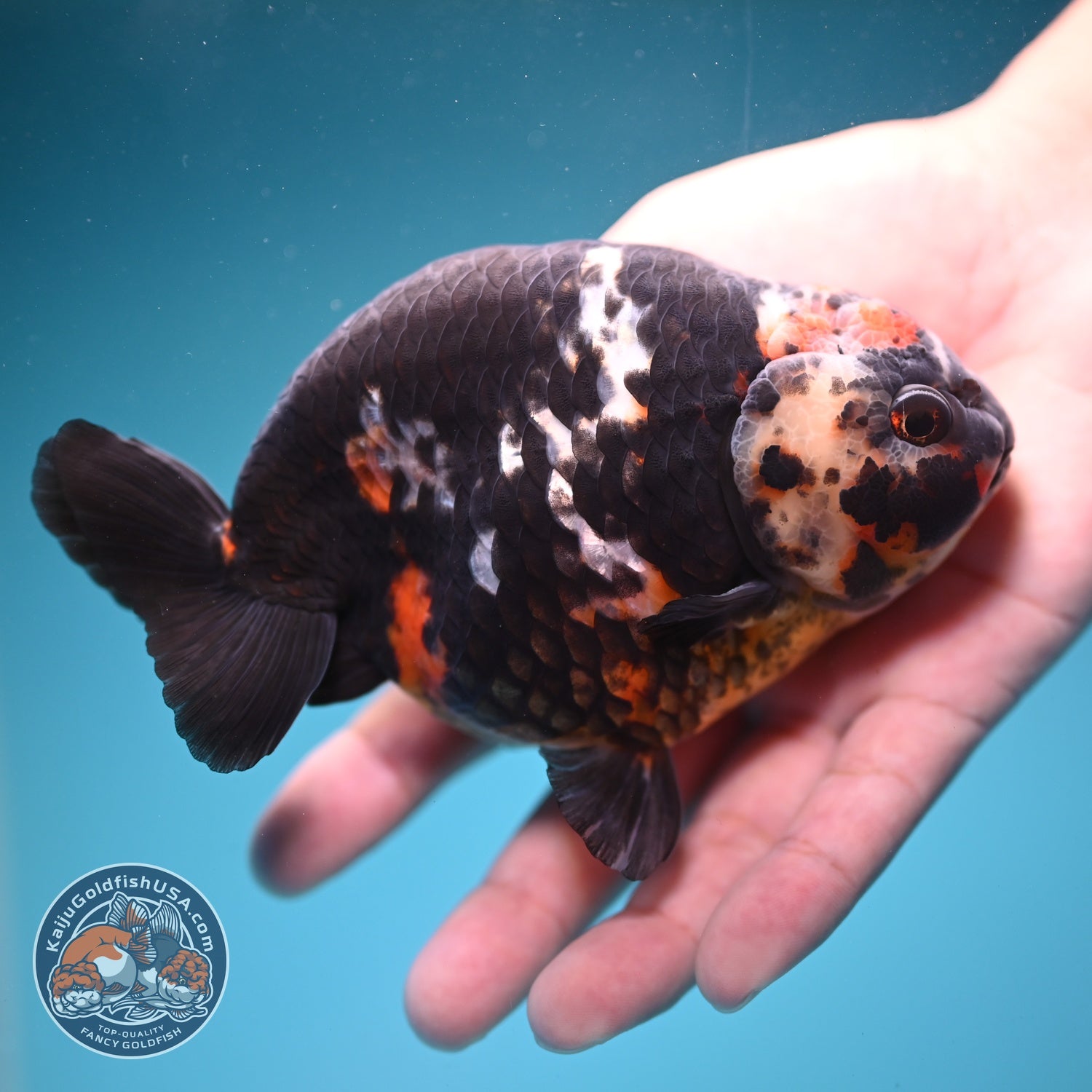 Jumbo Heavy ink Cow Ranchu 5 inch Body (260814_RC06)